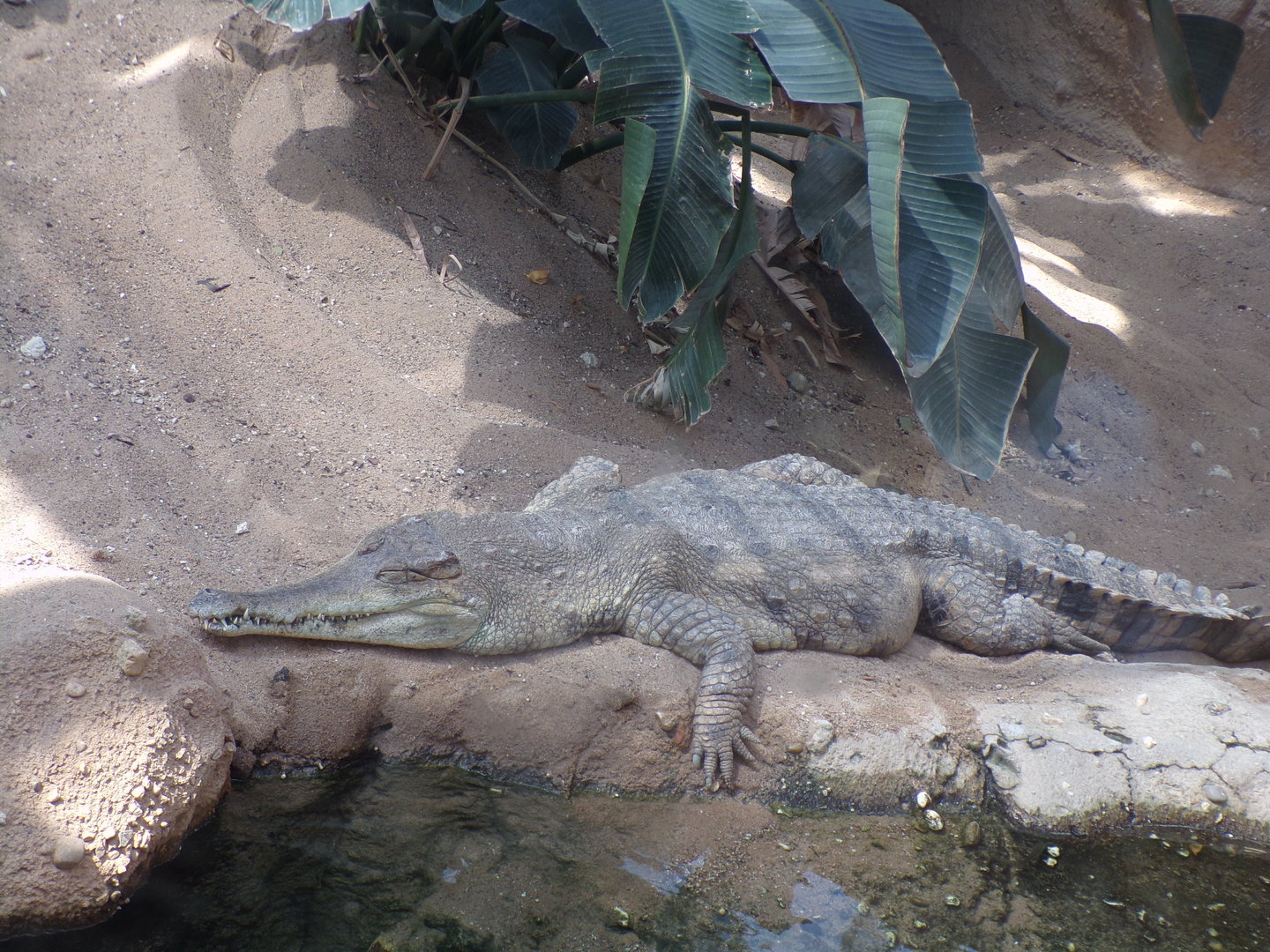 Africa- Slender-snouted crocodile 13.7.23