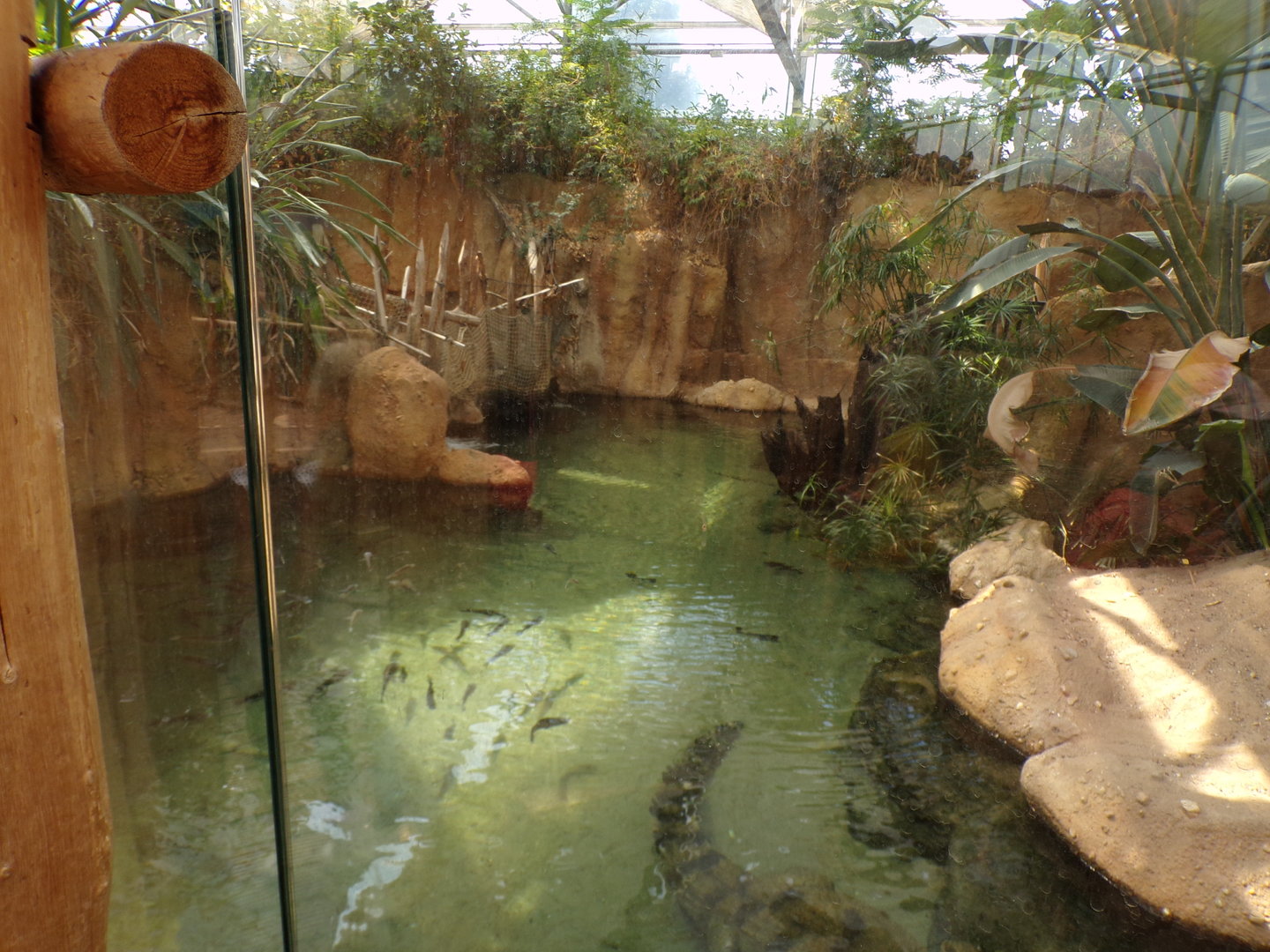 Africa- Slender-snouted crocodile enclosure 13.7.23