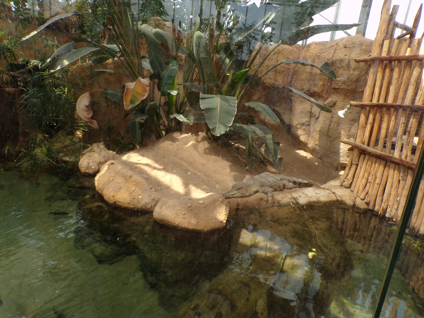 Africa- Slender-snouted crocodile enclosure 13.7.23