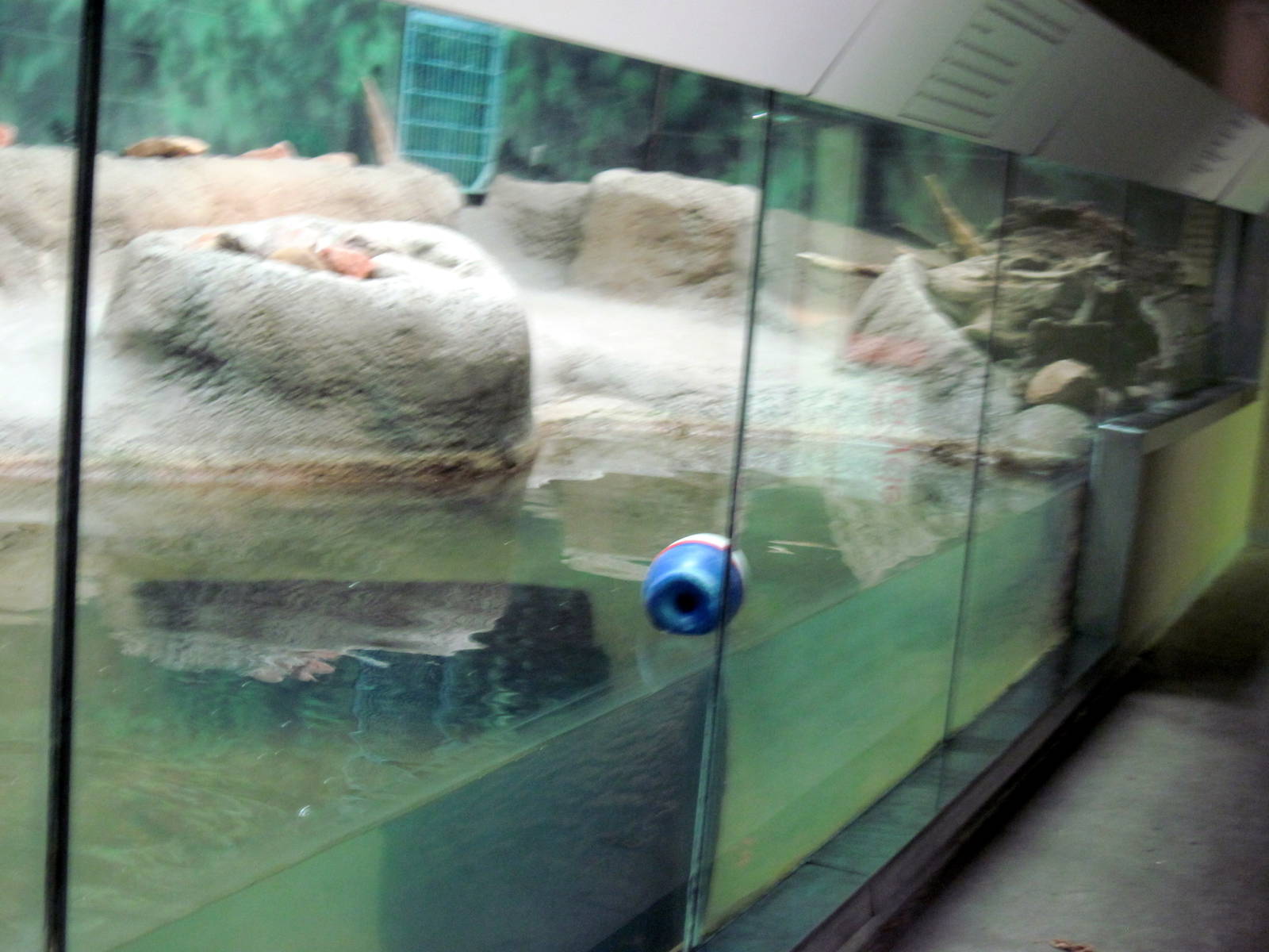 Africa-Slender-snouted Crocodile Exhibit