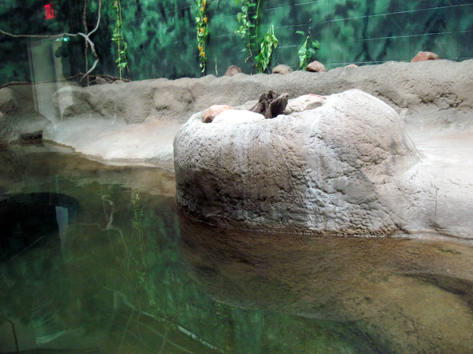 Africa-Slender-snouted Crocodile Exhibit