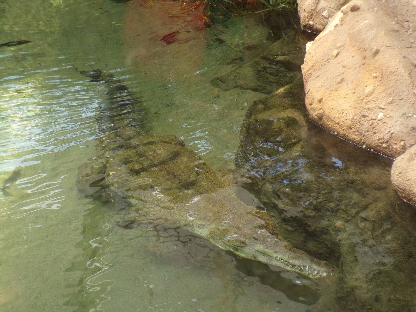Africa- Slender-snouted crocodile swimming 13.7.23