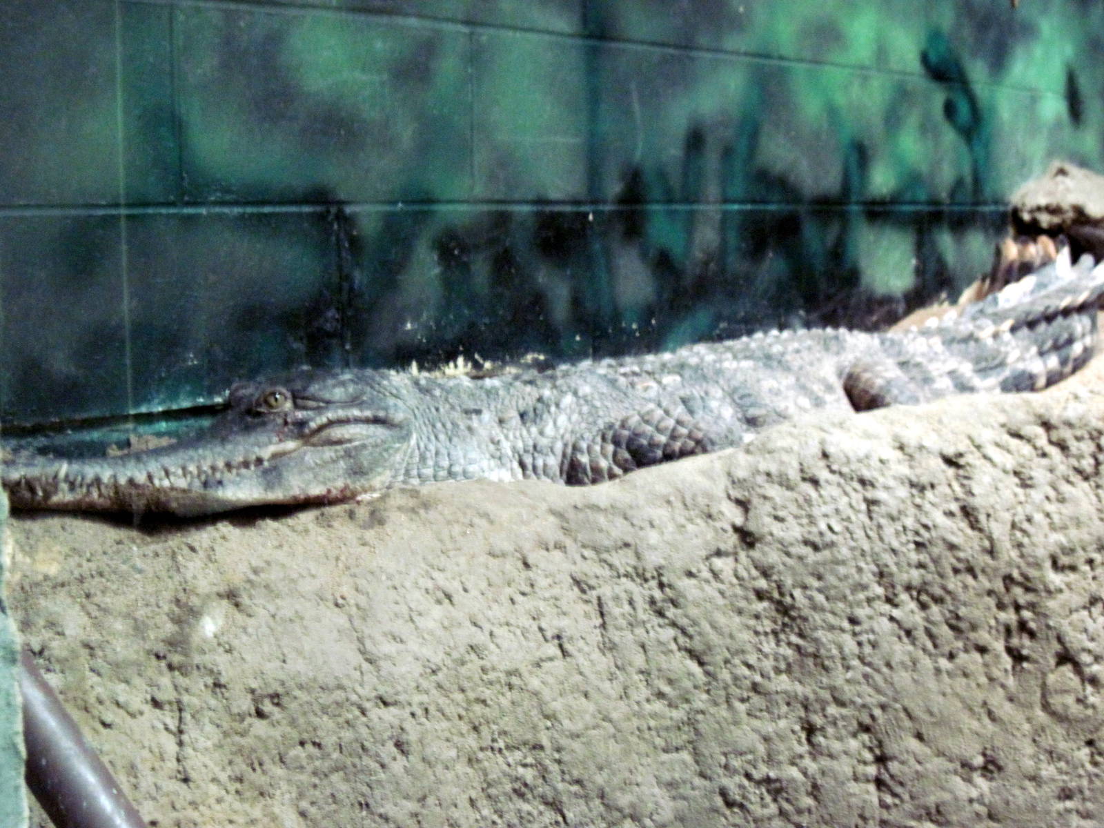 Africa-Slender-snouted Crocodile