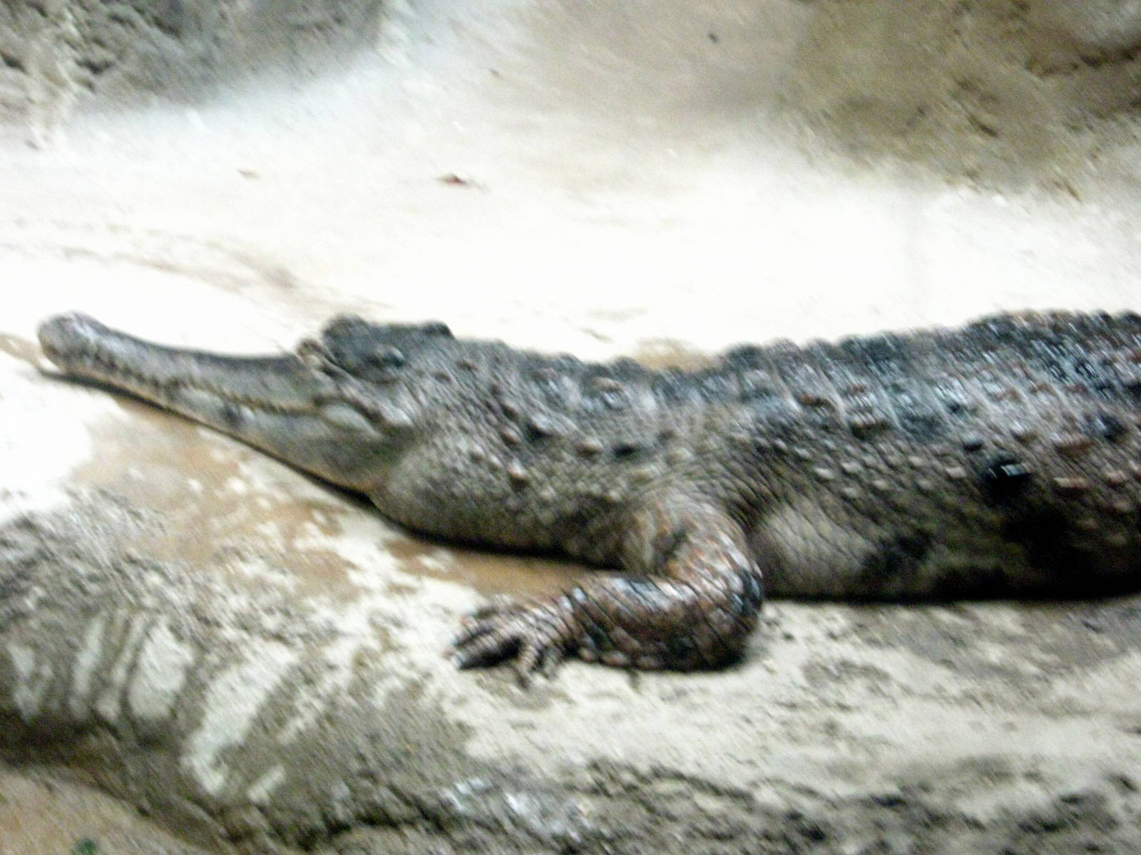 Africa-Slender-snouted Crocodile