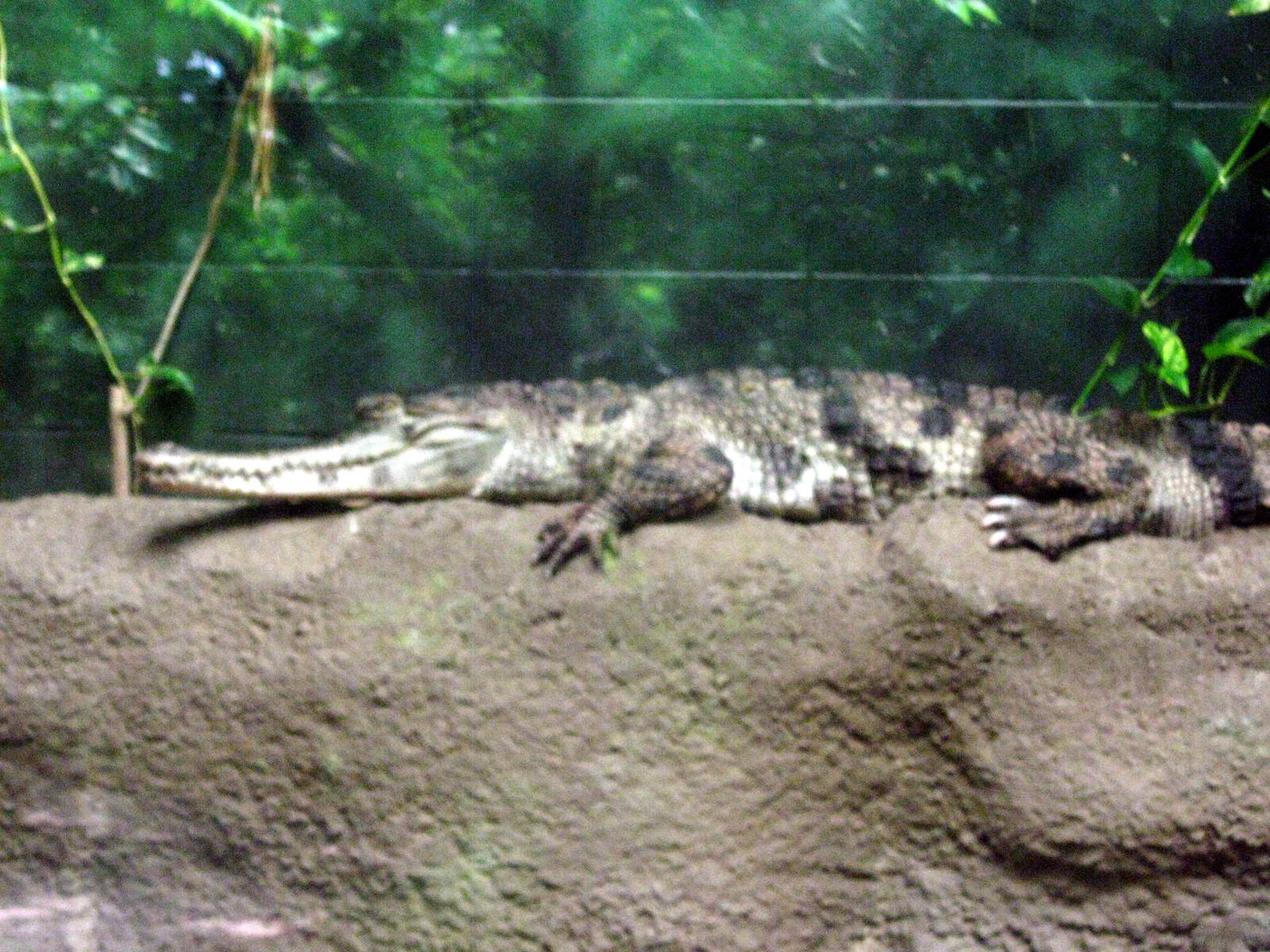 Africa-Slender-snouted Crocodile