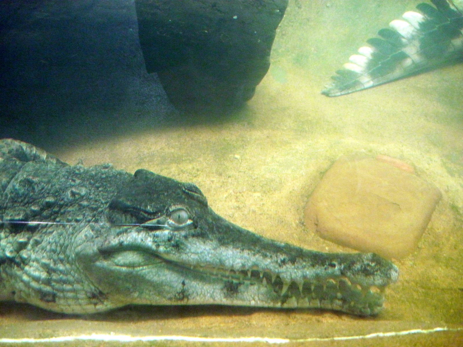 Africa-Slender-snouted Crocodile
