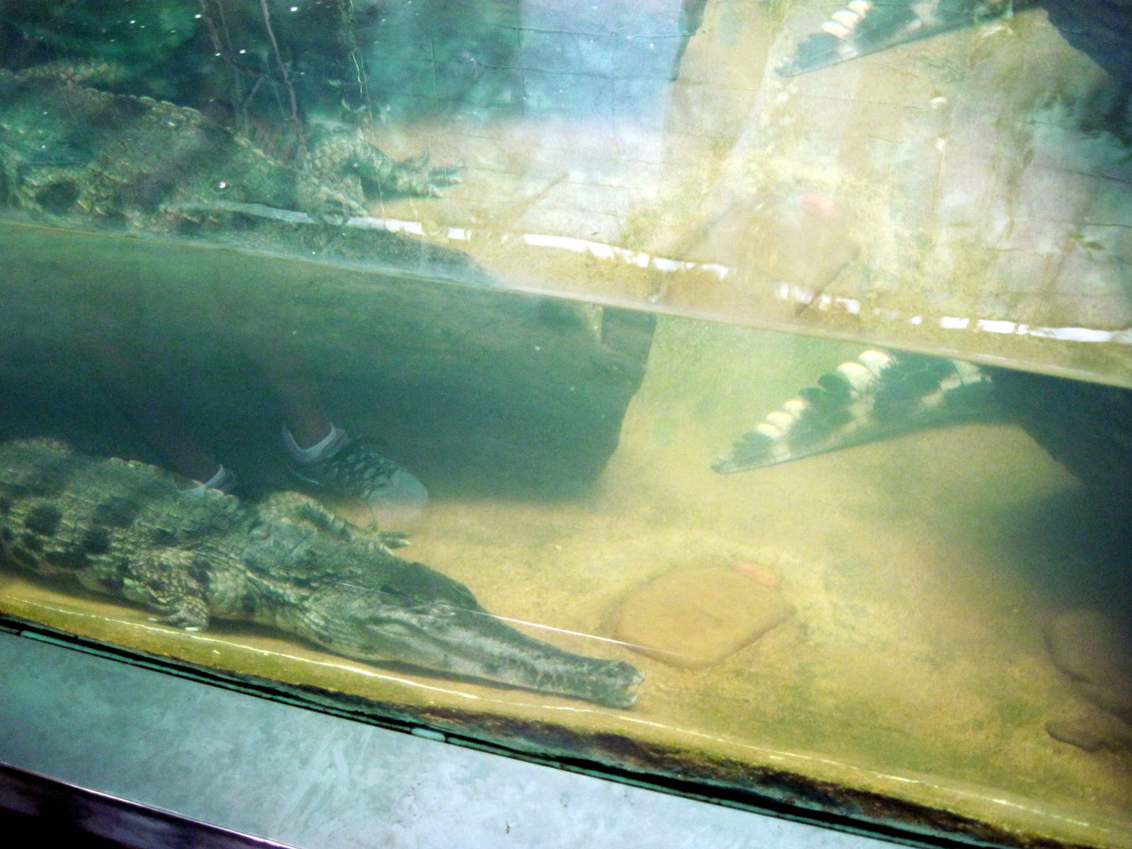 Africa-Slender-snouted Crocodile