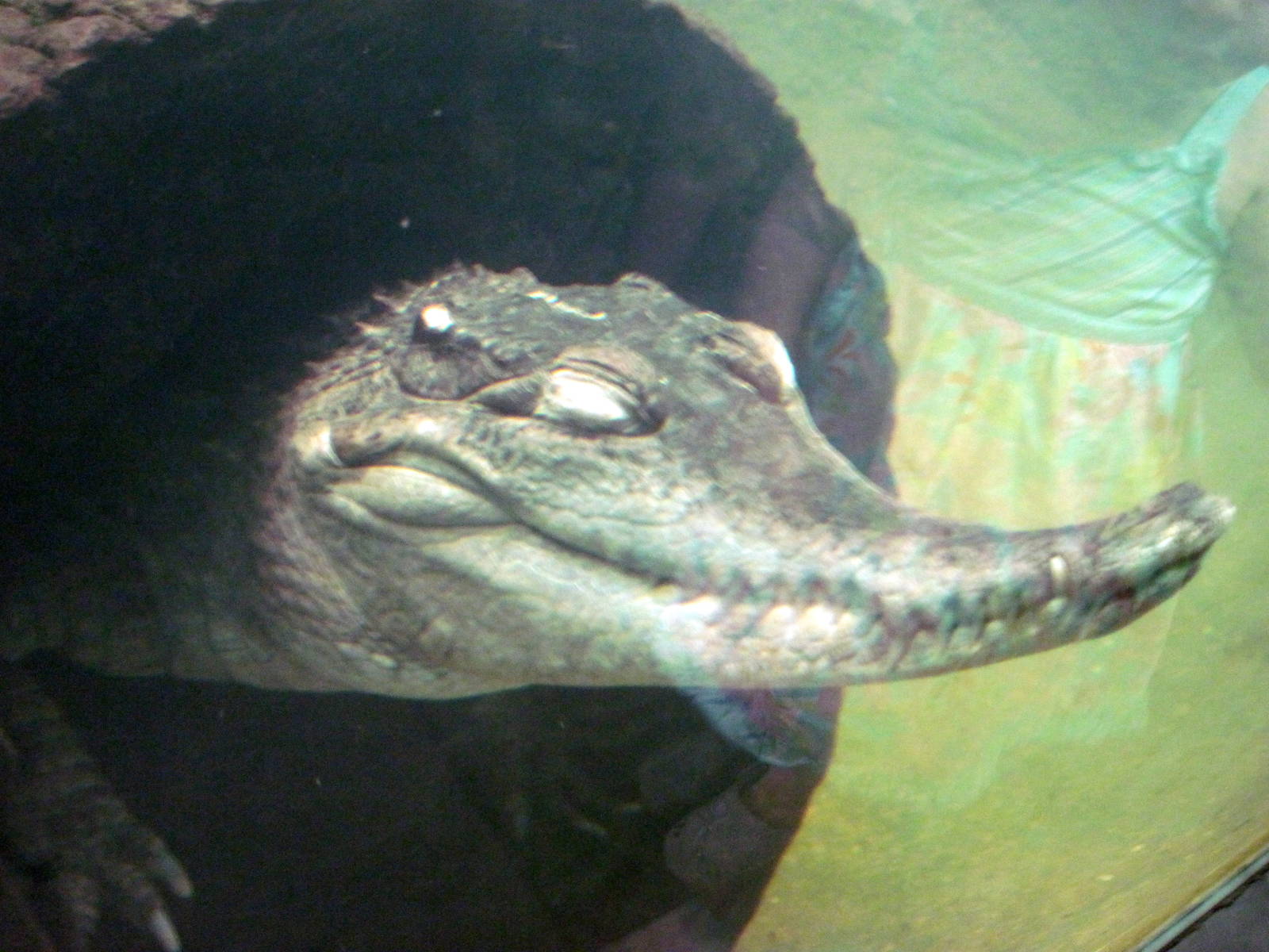 Africa-Slender-snouted Crocodile