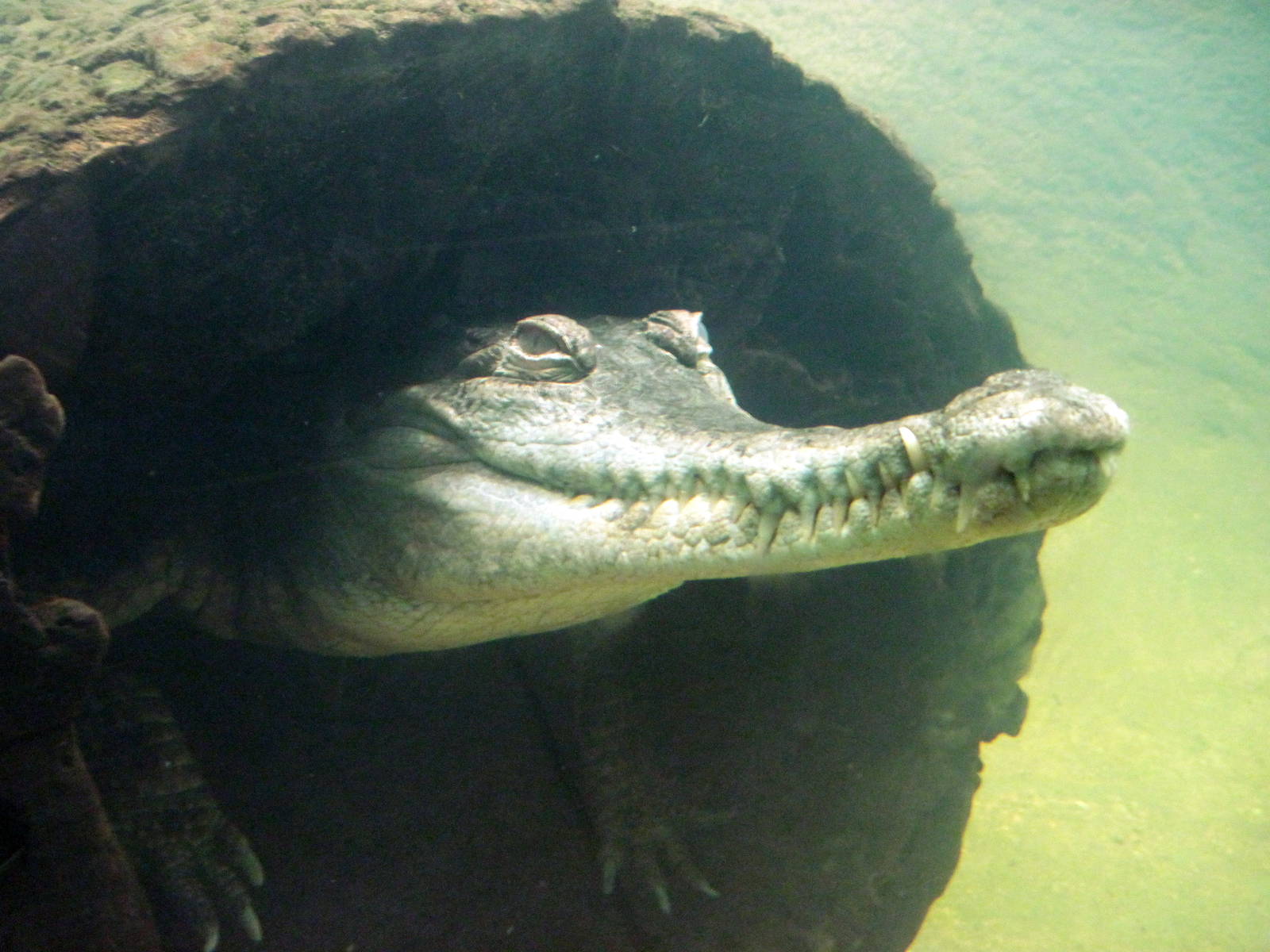 Africa-Slender-snouted Crocodile