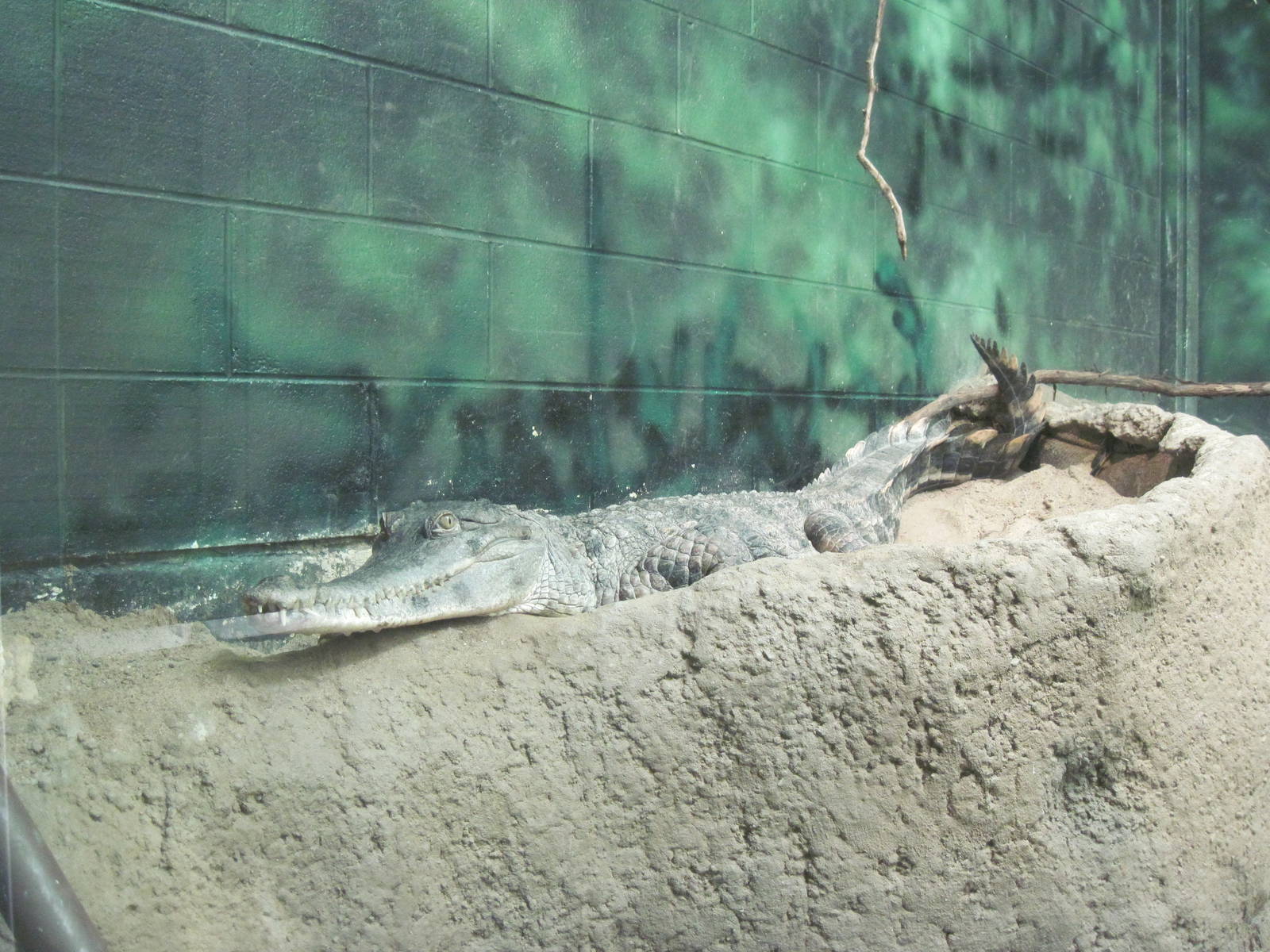 Africa-Slender-snouted Crocodile