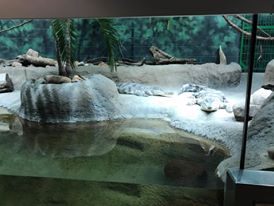 Africa- Slender-Snouted Crocodile