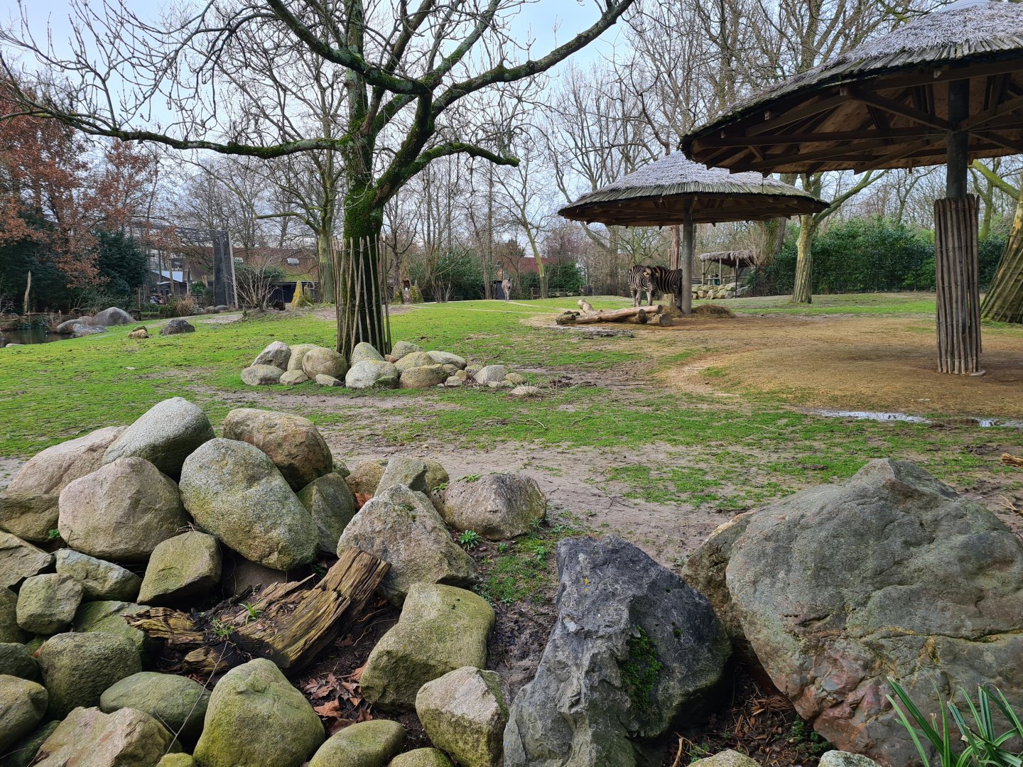 Africa - Smaller Savannah yard