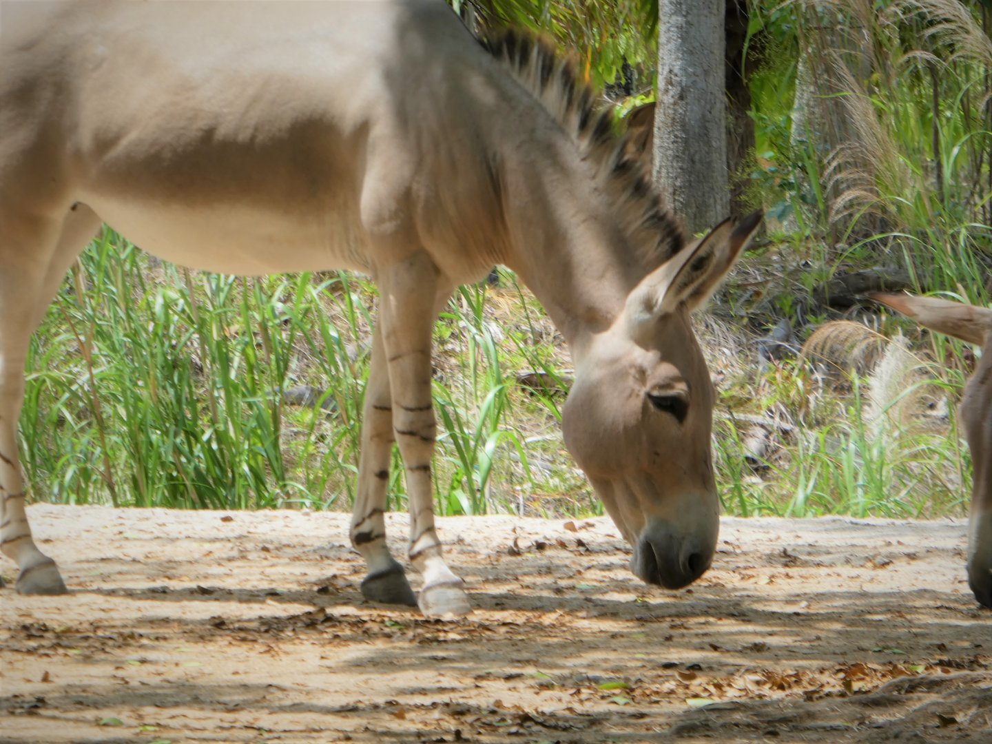 Africa - Somali Wild Ass