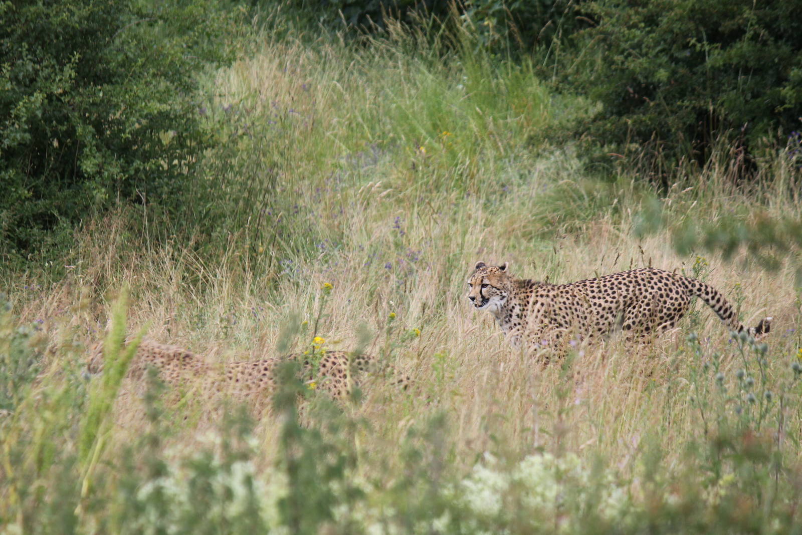 Africa - South African cheetah