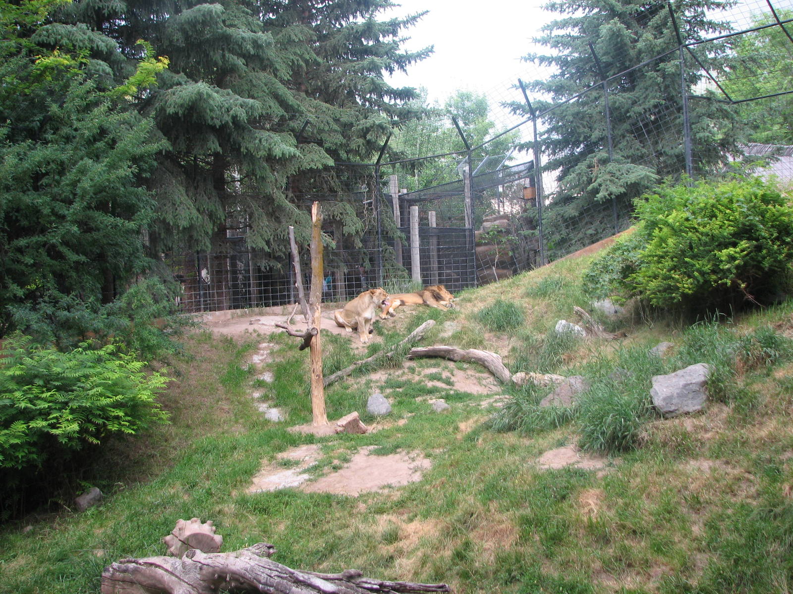 Africa - South African Lion Exhibit