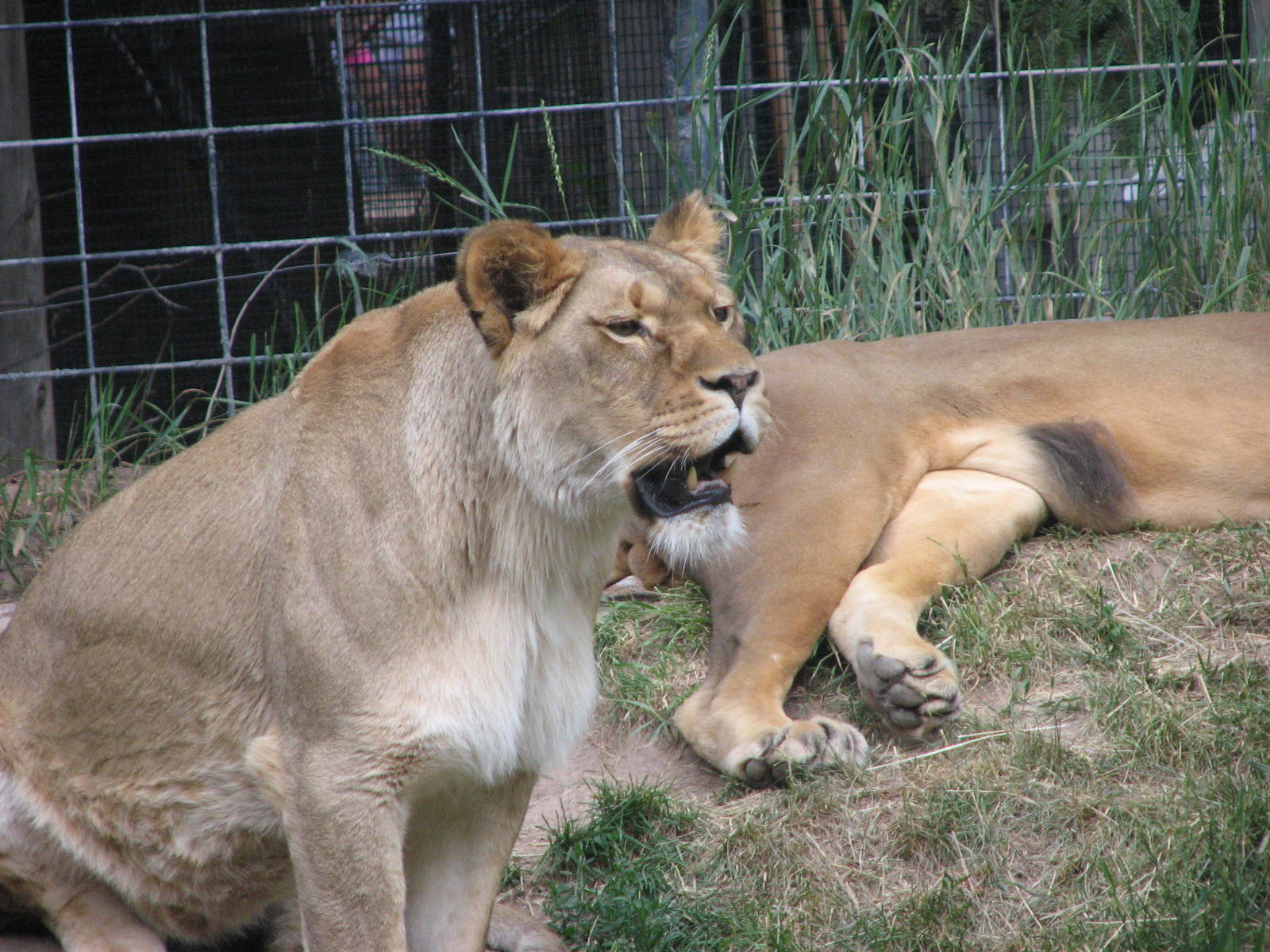 Africa - South African Lion