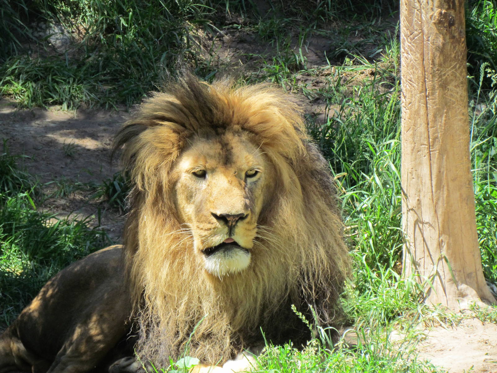 Africa - South African Lion