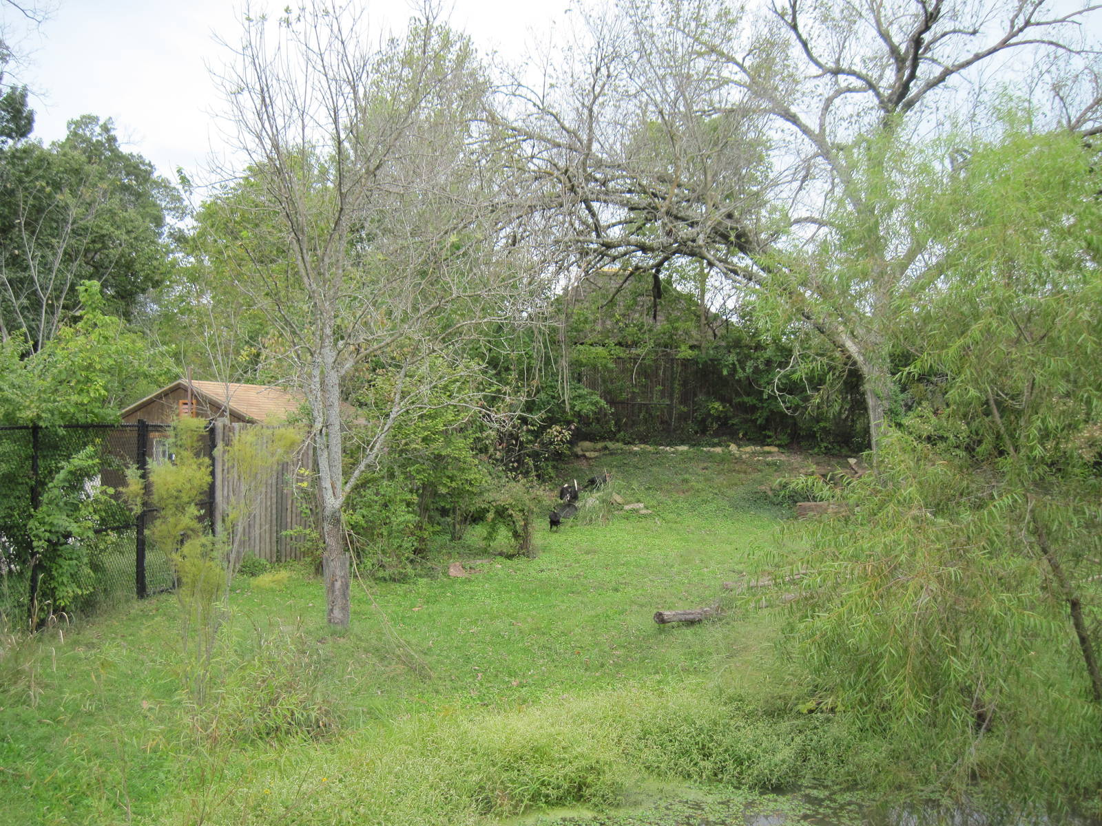 Africa-Southern Gorund Hornbill Exhibit