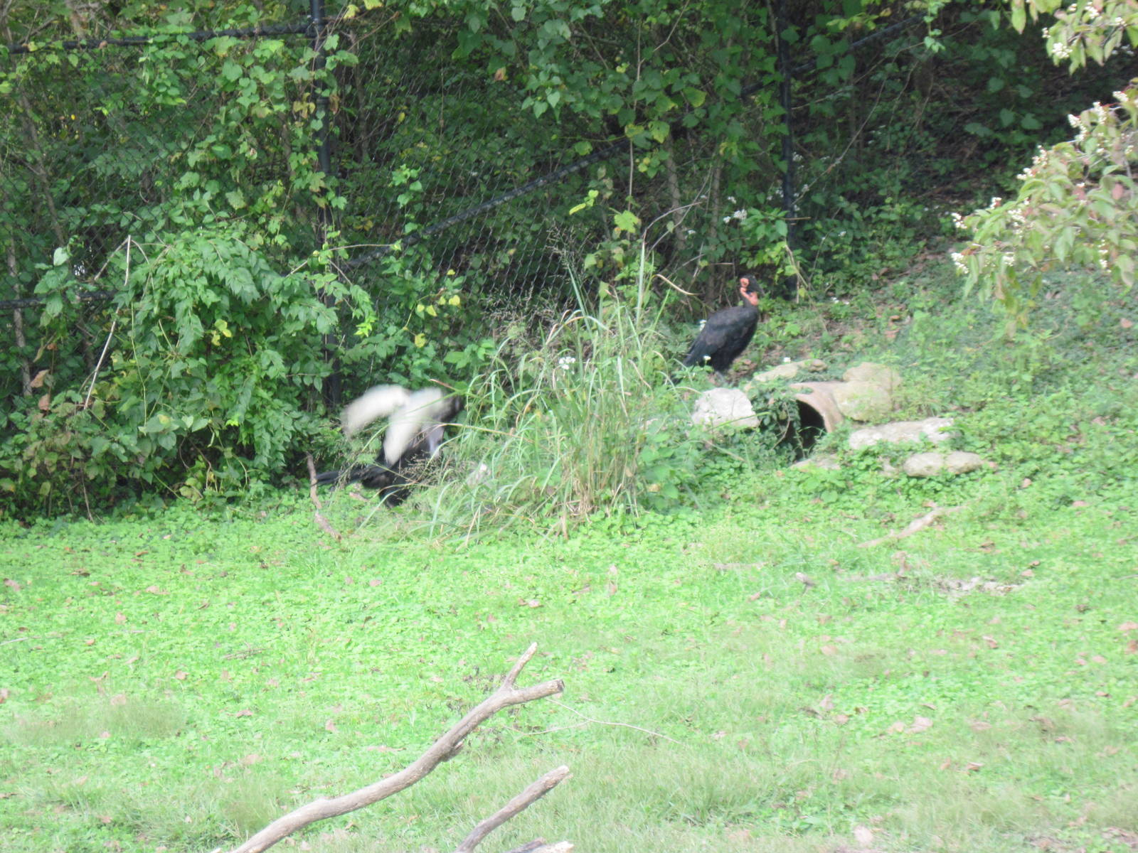 Africa-Southern Gorund Hornbill