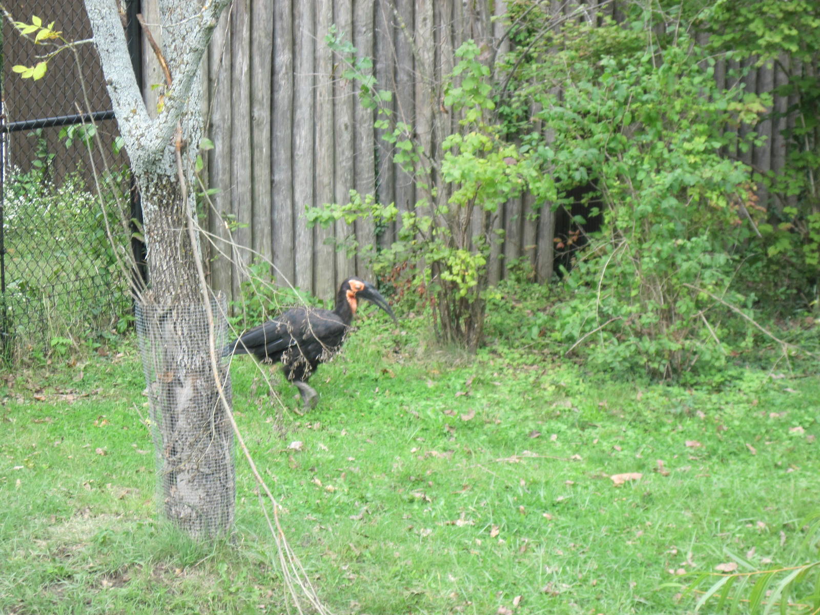 Africa-Southern Gorund Hornbill
