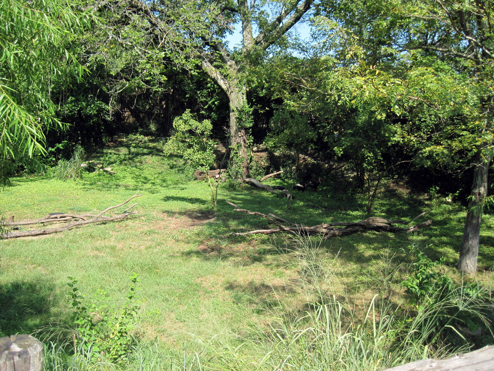 Africa-Southern Ground Hornbill Exhibit