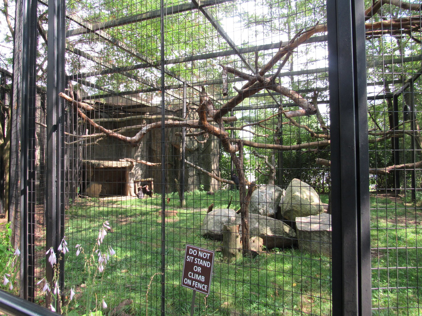 Africa - Southern Ground Hornbill Exhibit