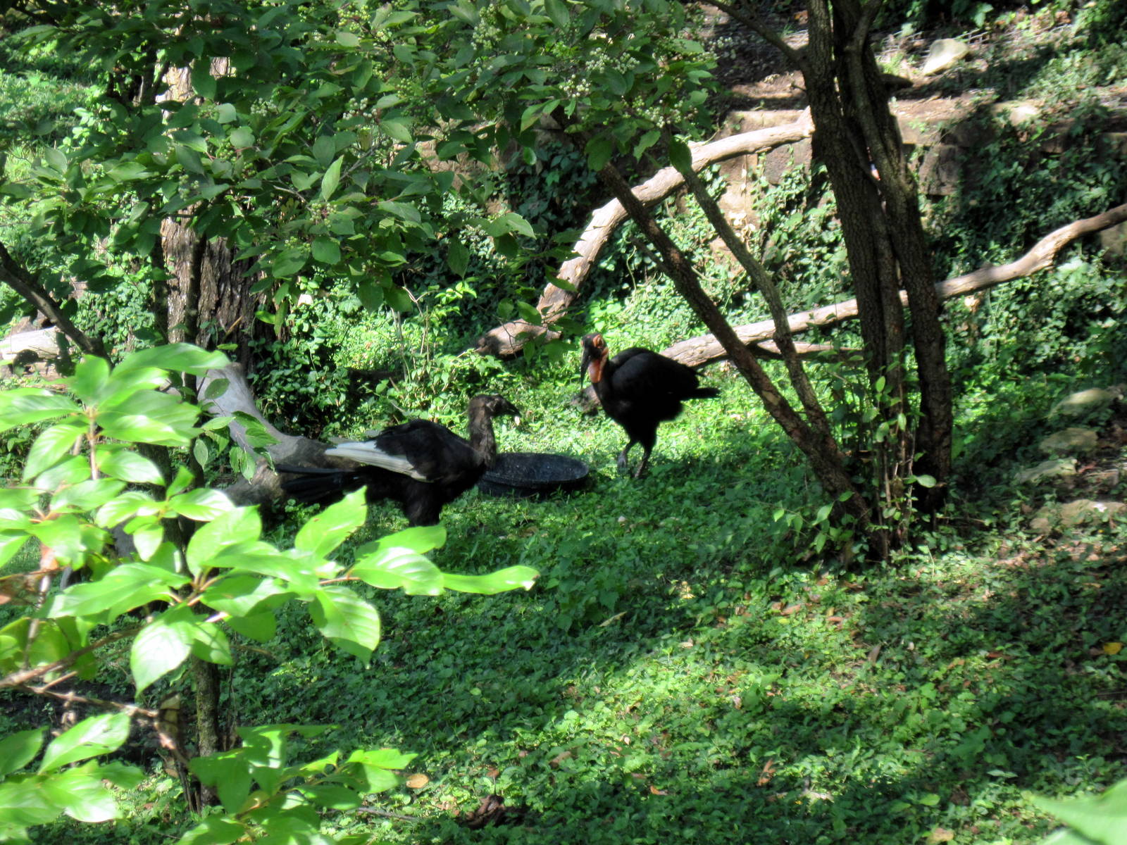 Africa-Southern Ground Hornbill