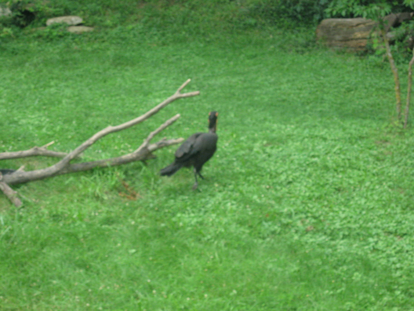 Africa-Southern Ground Hornbill