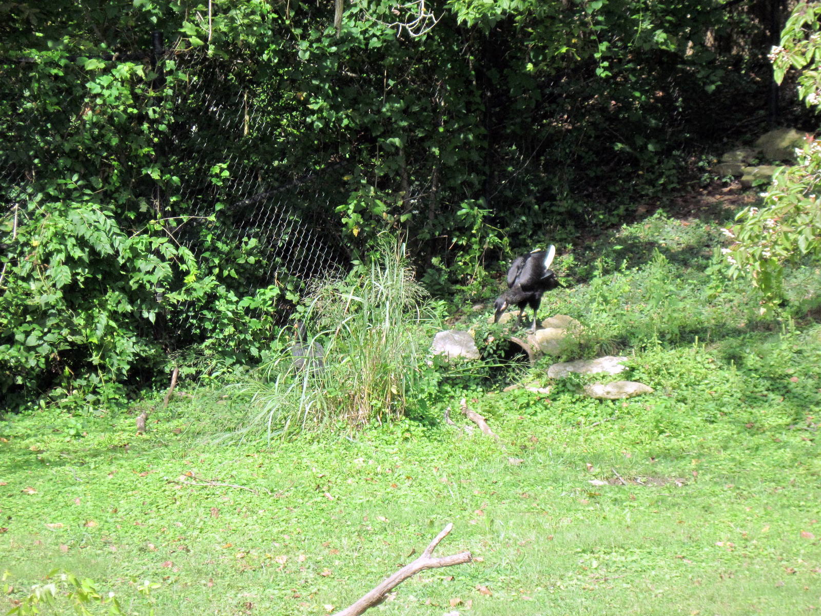 Africa-Southern Ground Hornbill