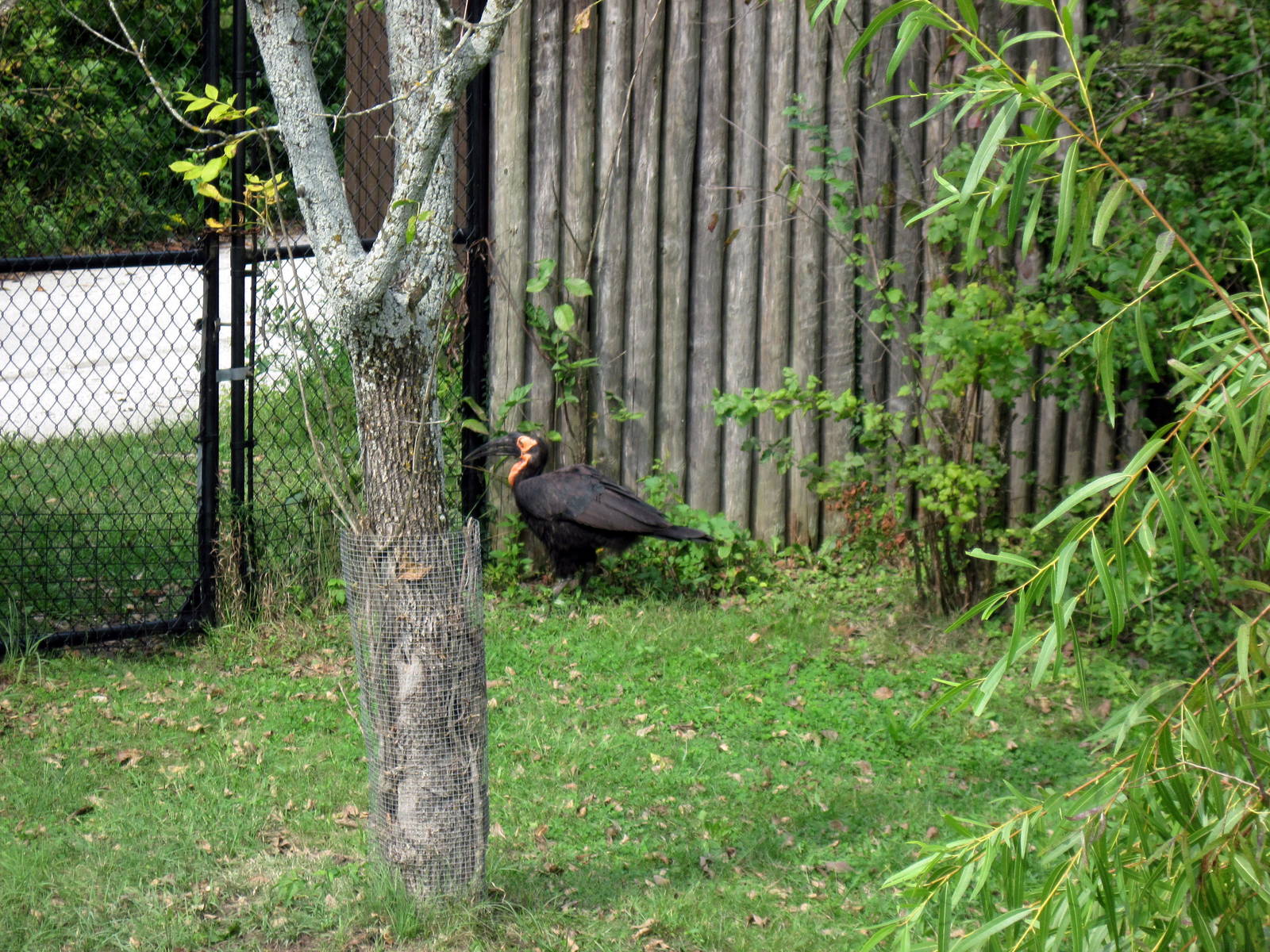 Africa-Southern Ground Hornbill