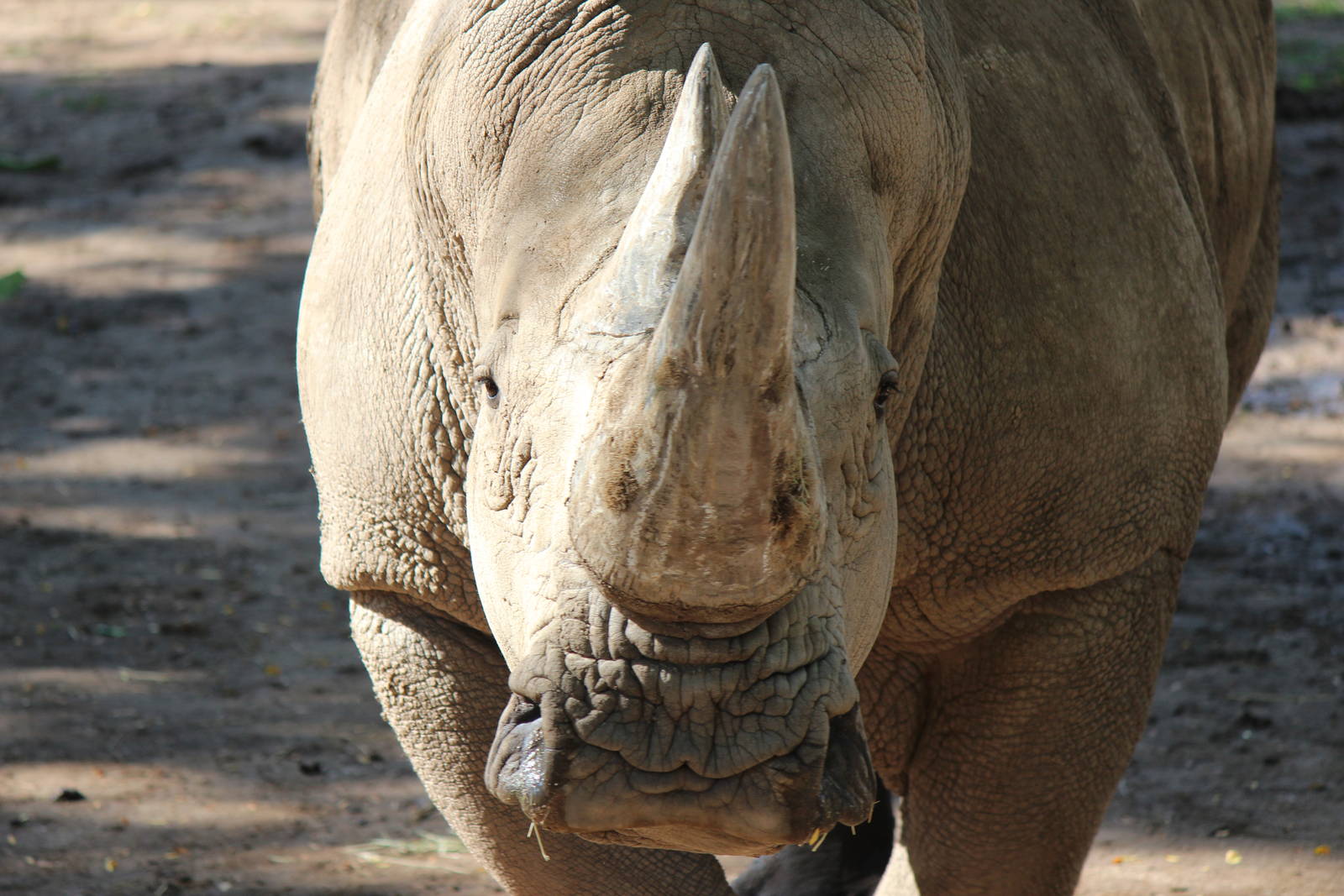Africa - Southern White Rhino