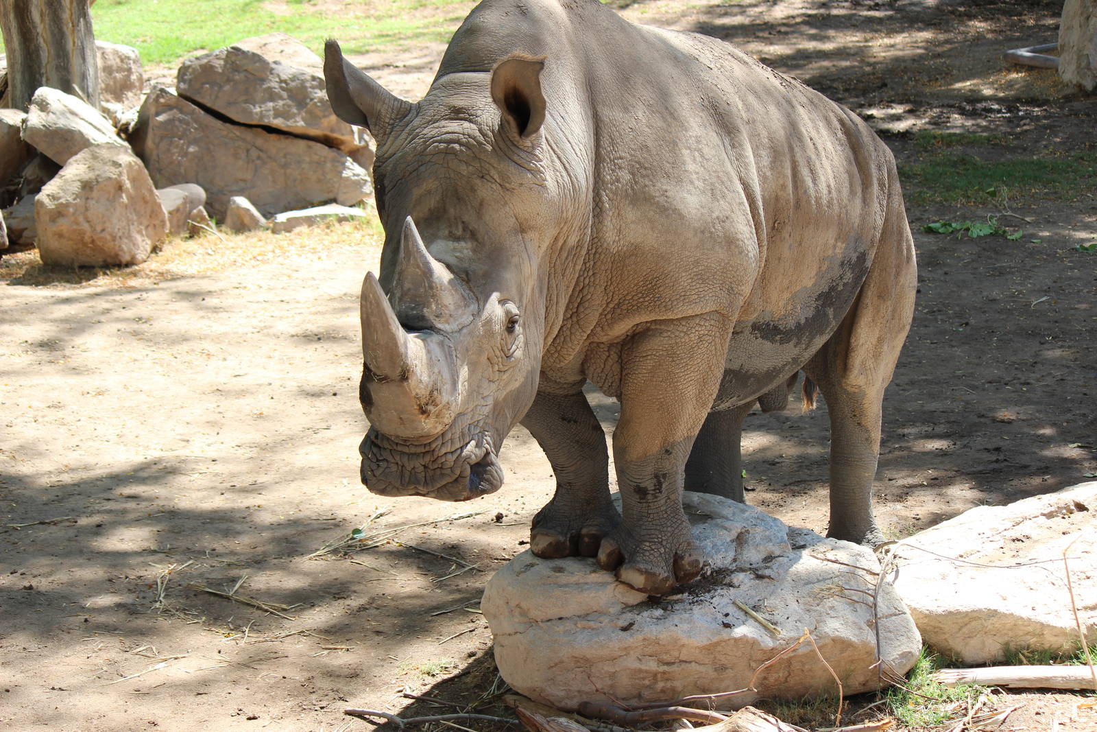 Africa - Southern White Rhino