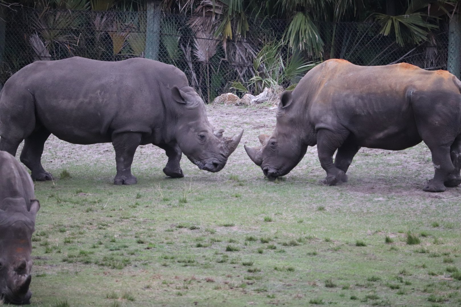 Africa - Southern White Rhino