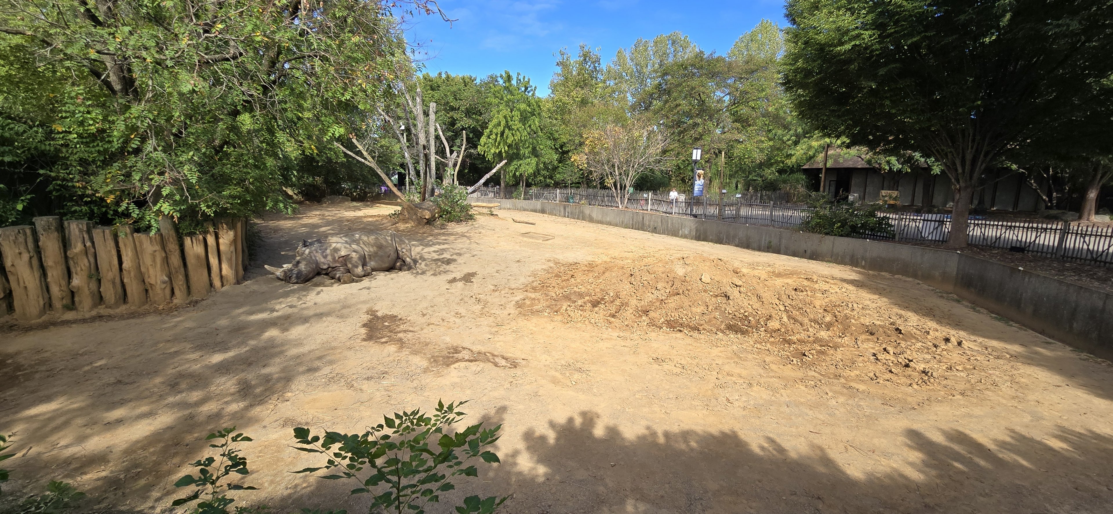Africa - Southern White rhino