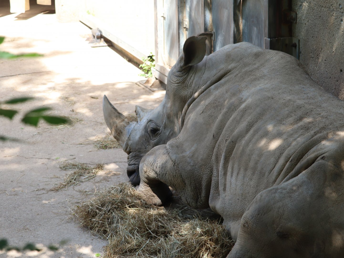 Africa - Southern White Rhinoceros