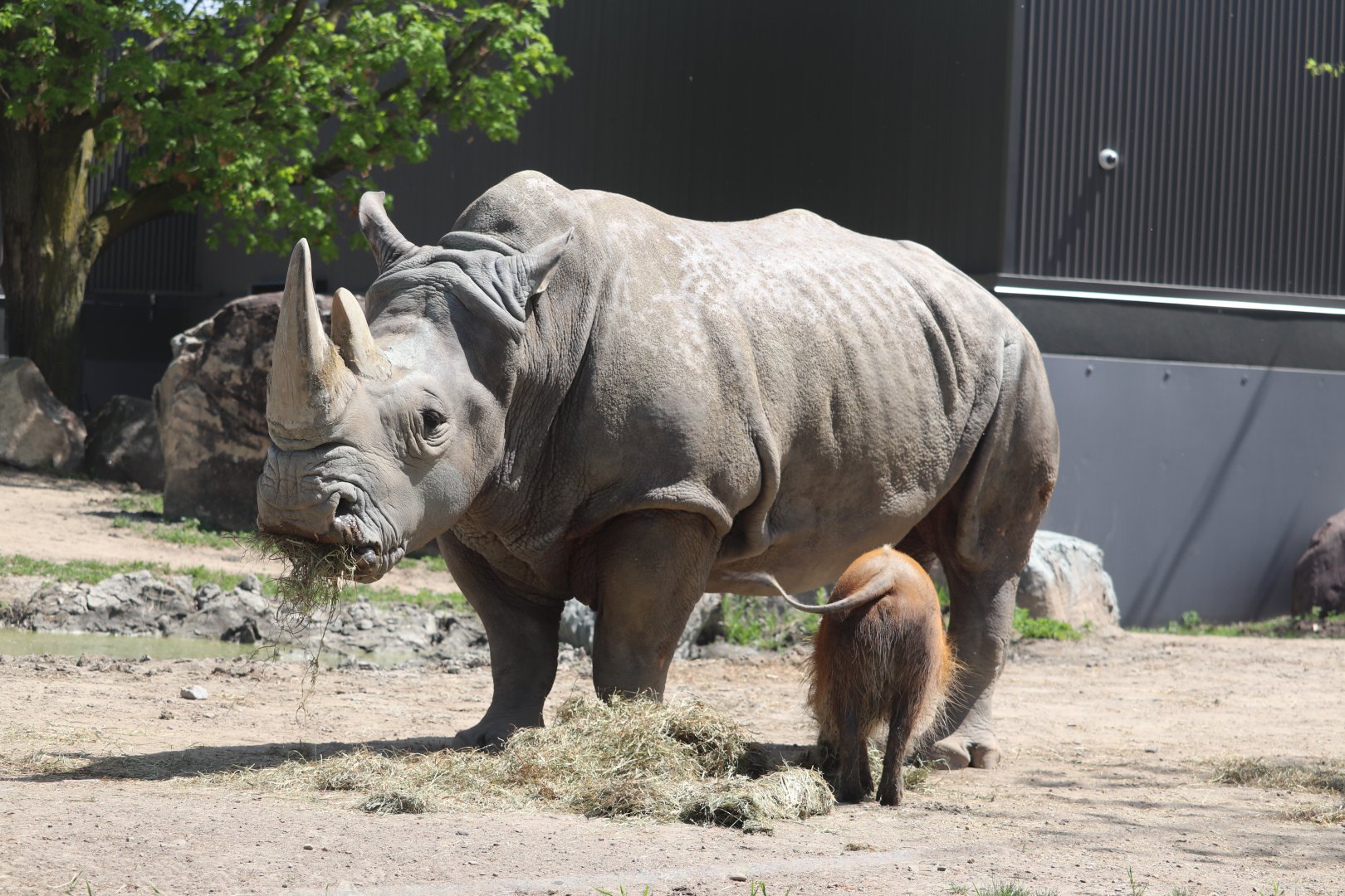 Africa - Southern White Rhinoceros
