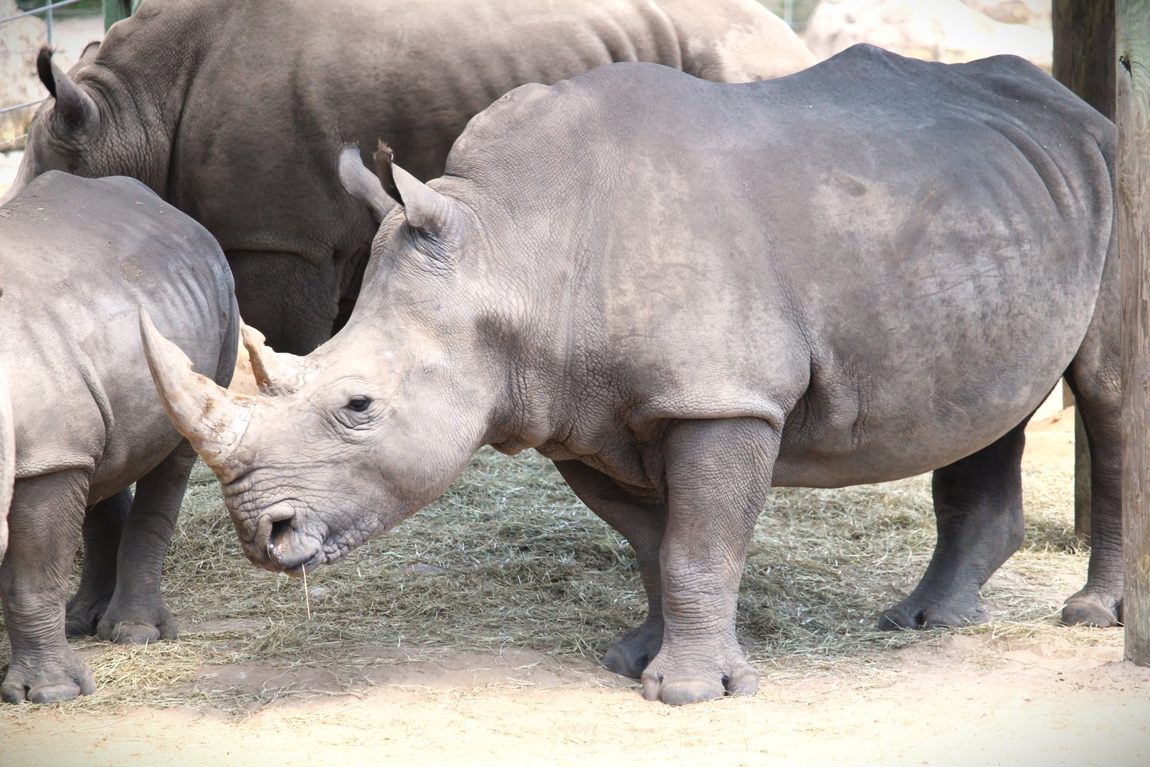 Africa - Southern White Rhinoceros