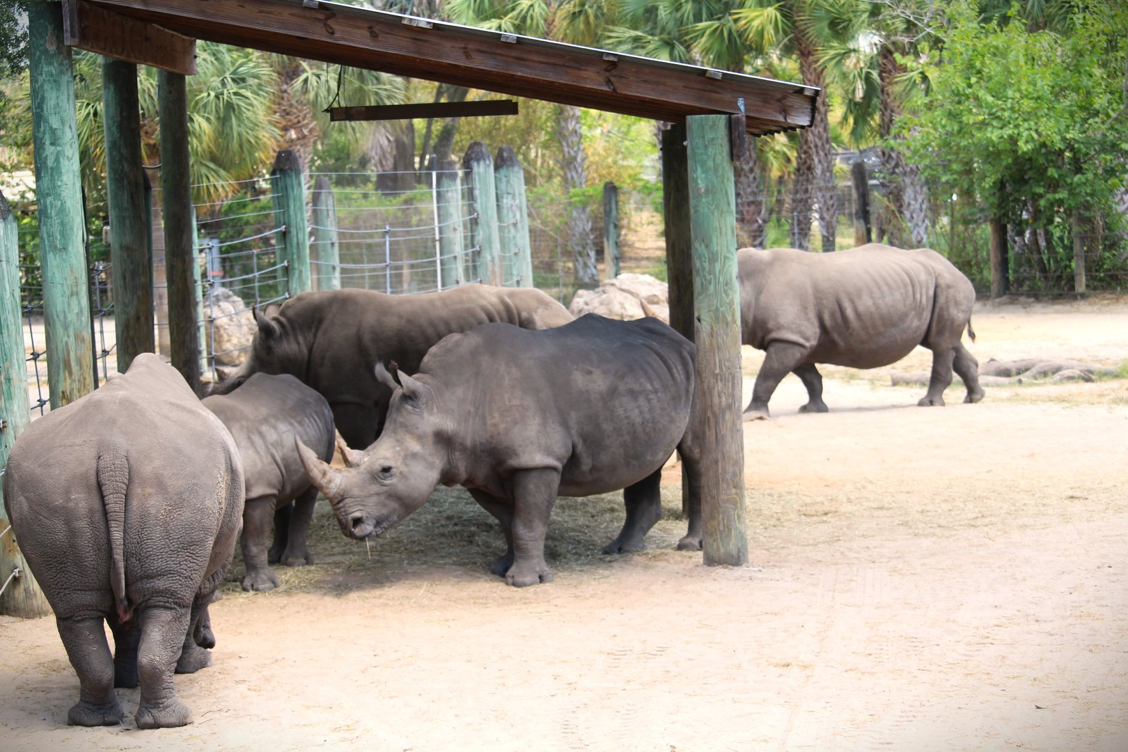 Africa - Southern White Rhinoceroses