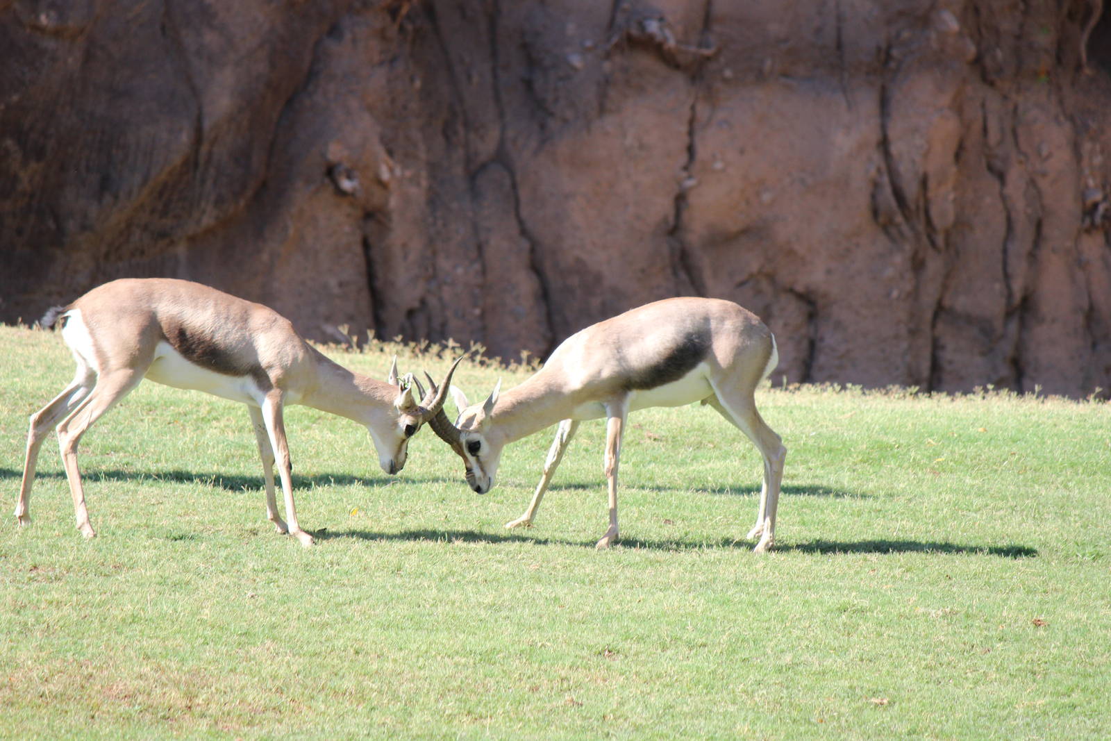 Africa - Speke's Gazelle