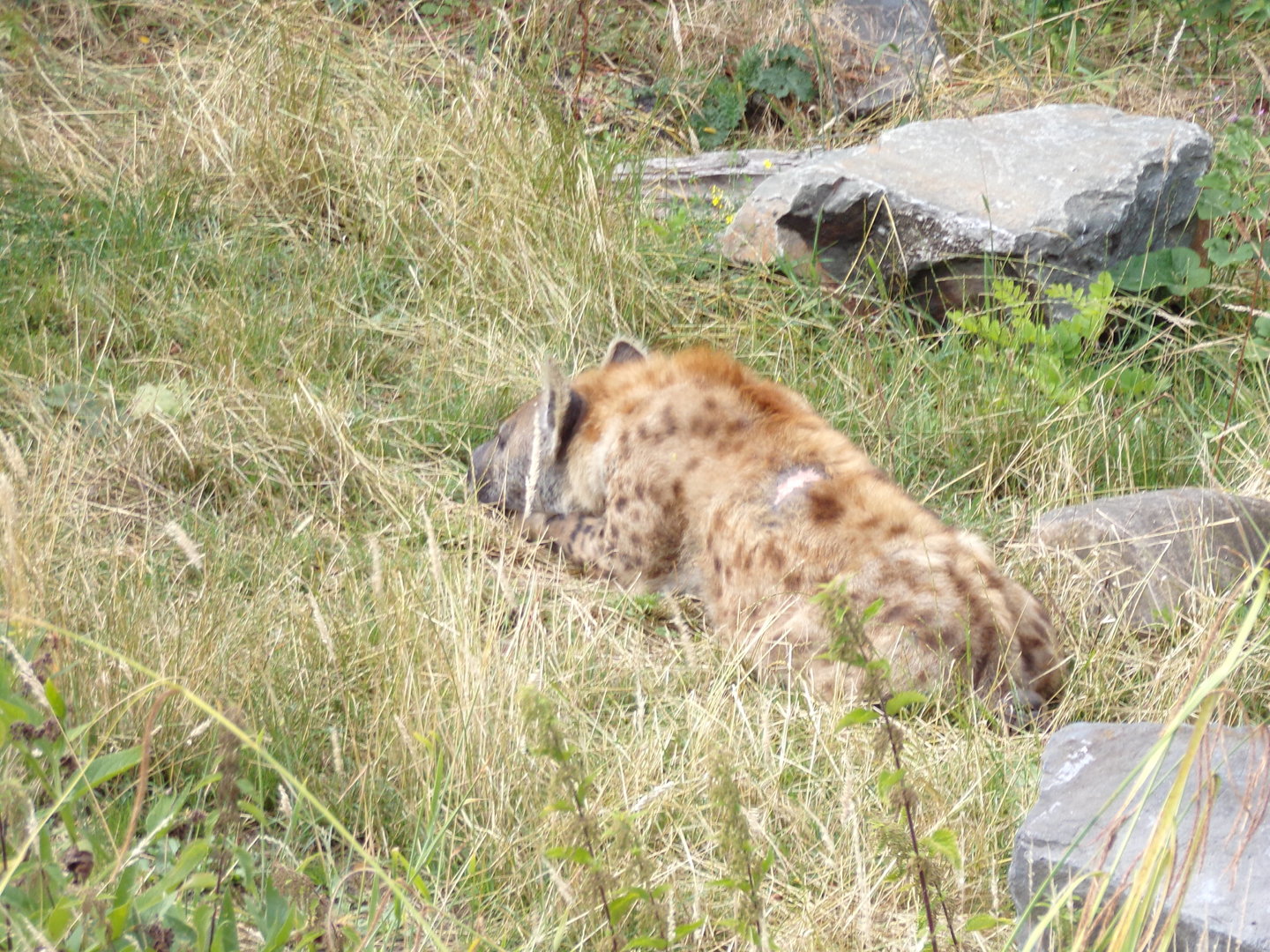 Africa- Spotted hyena 13.7.23