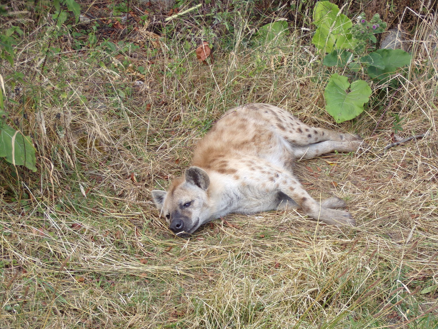 Africa- Spotted hyena 13.7.23