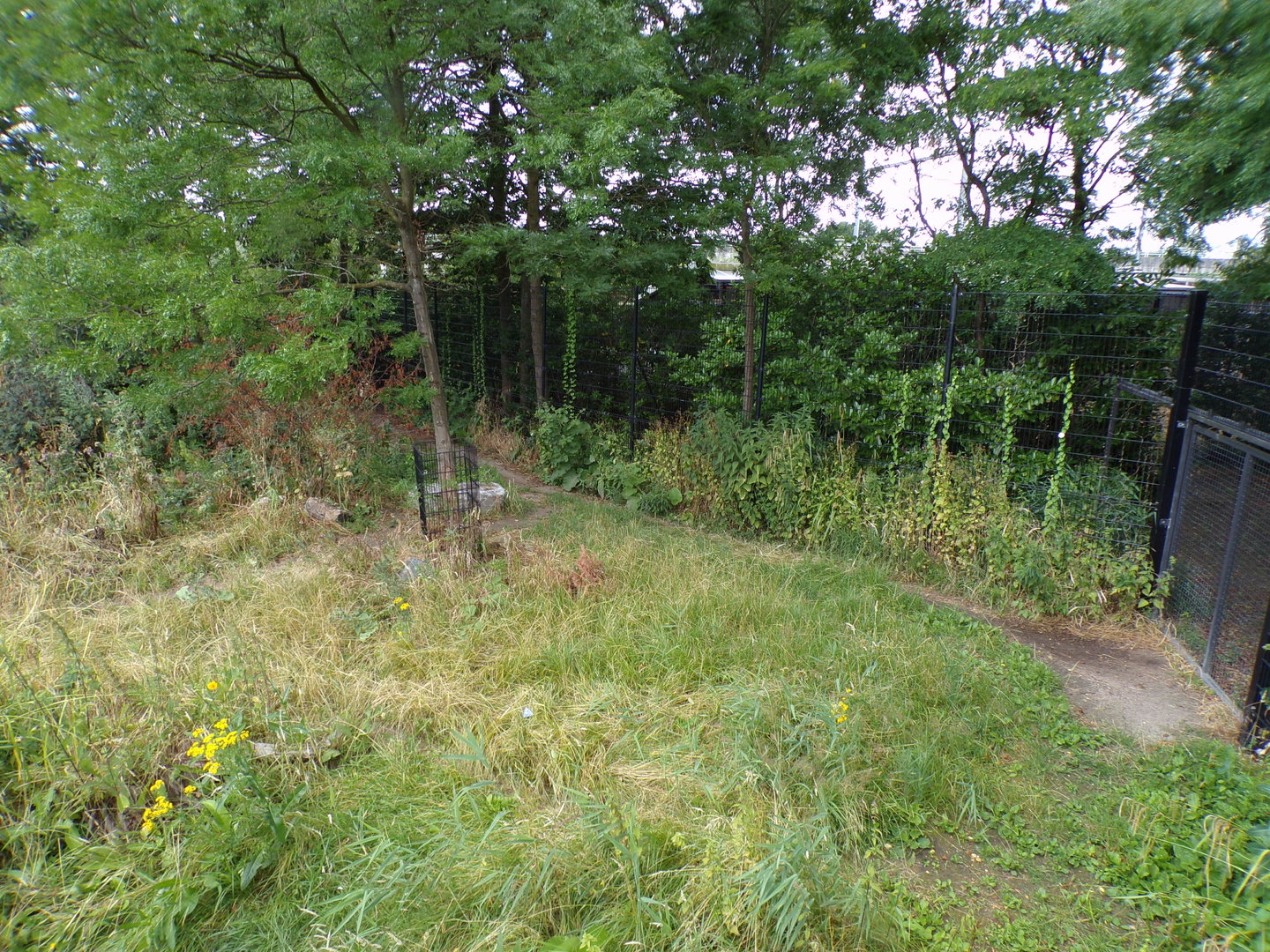 Africa- Spotted hyena enclosure 13.7.23