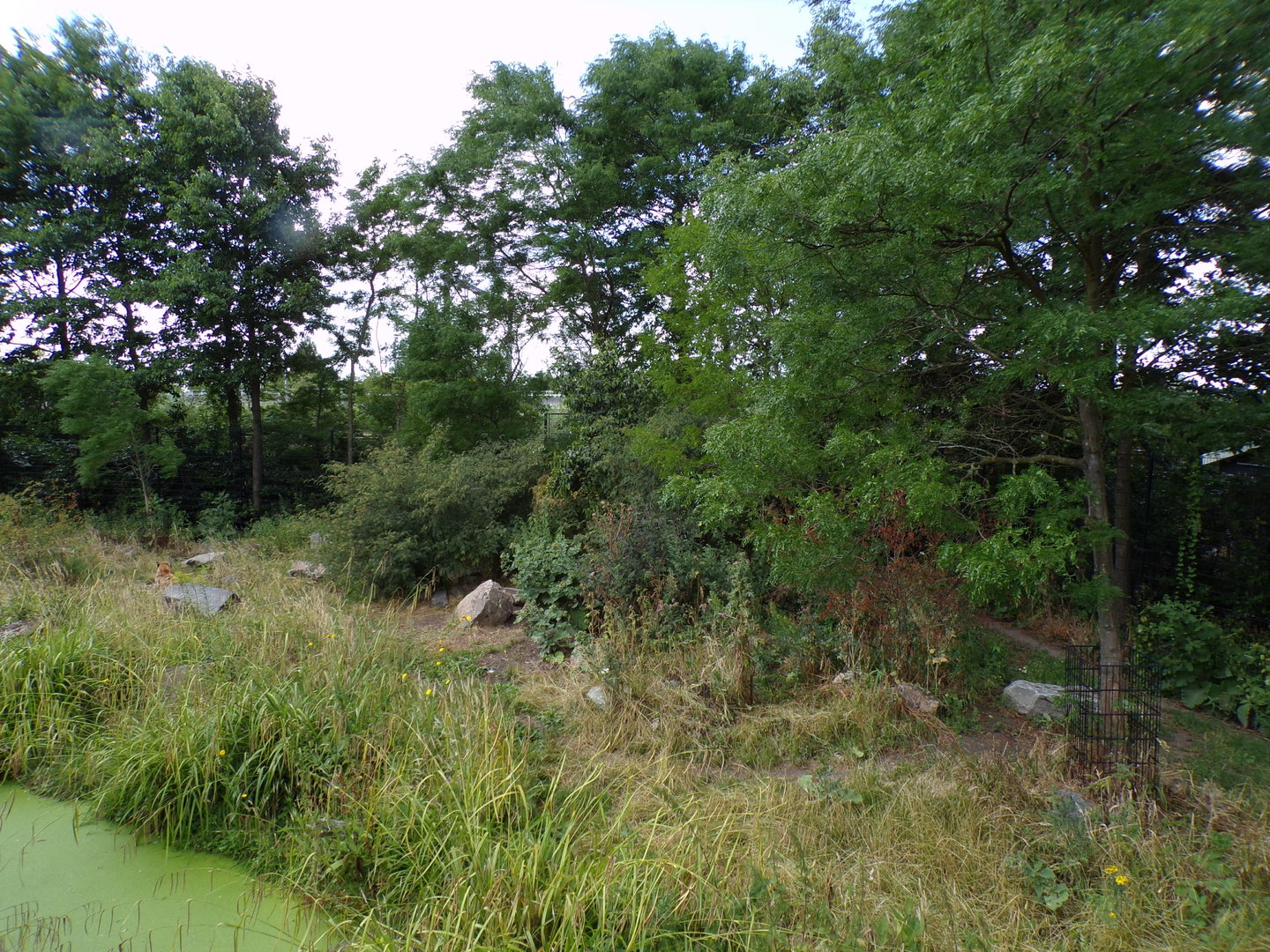 Africa- Spotted hyena enclosure 13.7.23