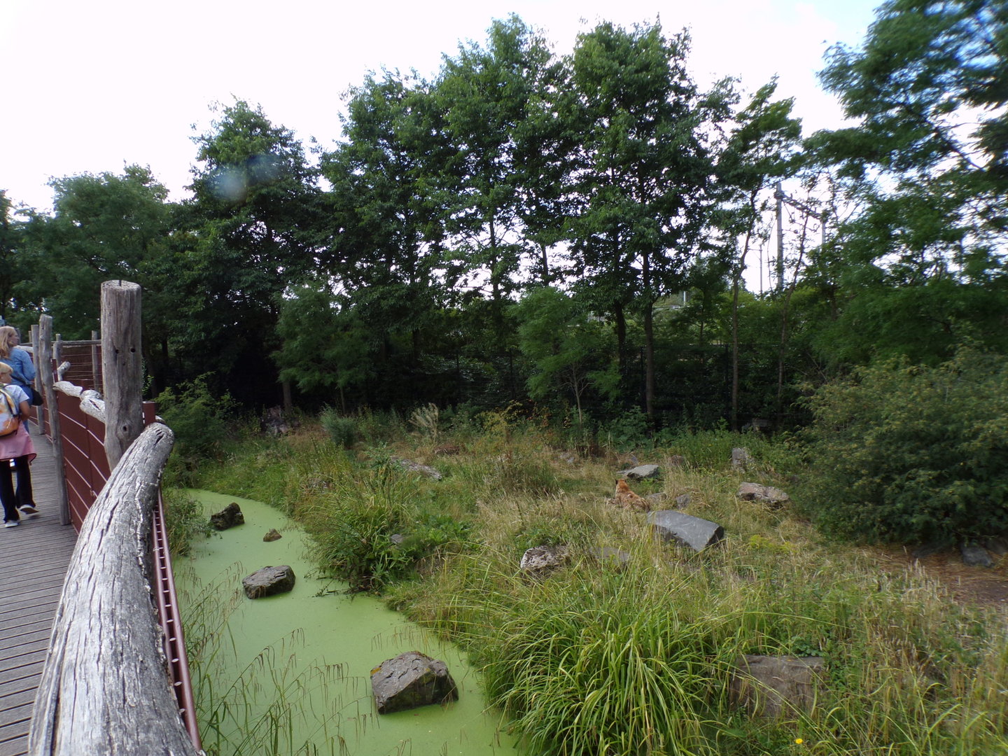 Africa- Spotted hyena enclosure 13.7.23