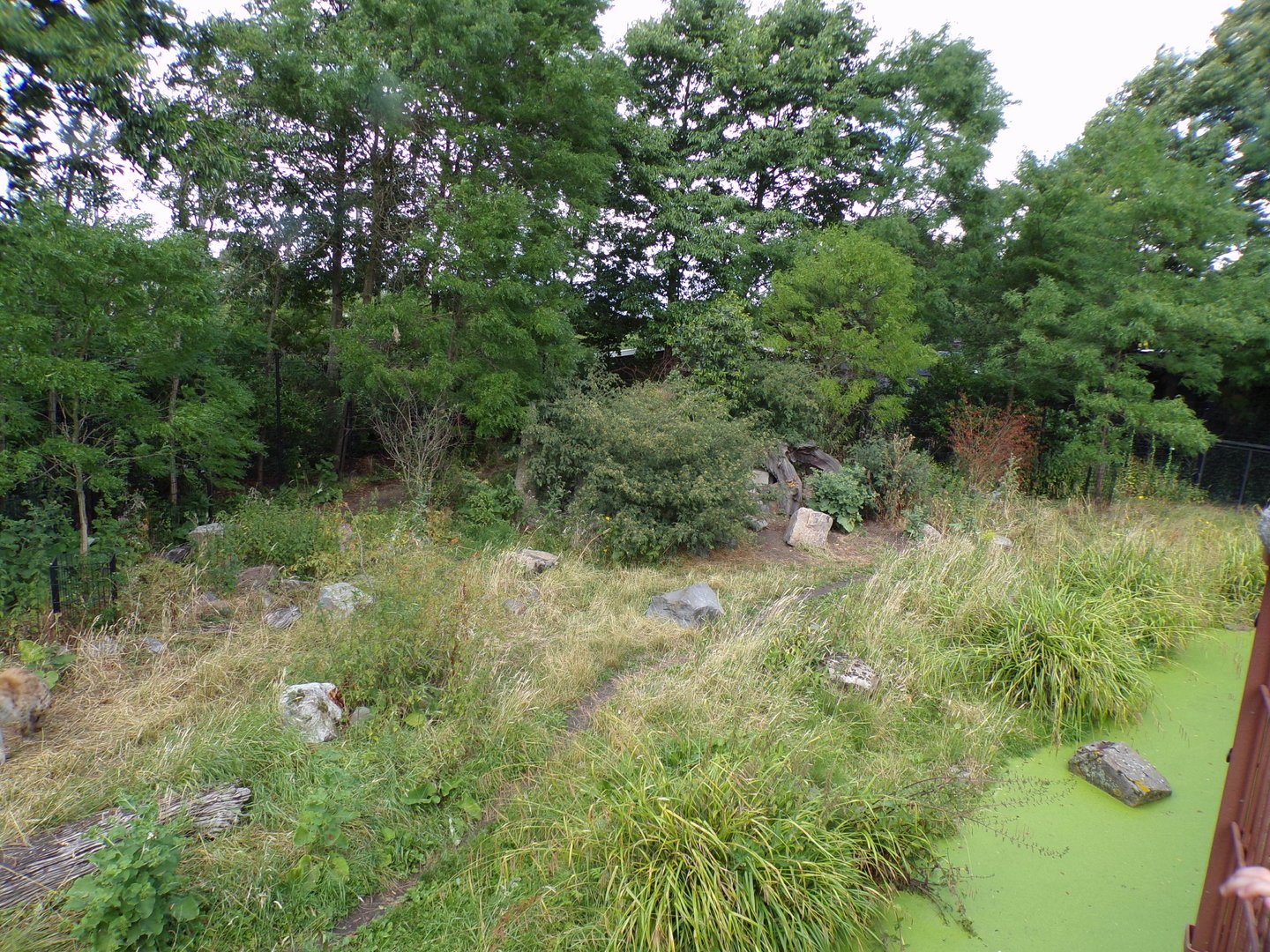 Africa- Spotted hyena enclosure 13.7.23