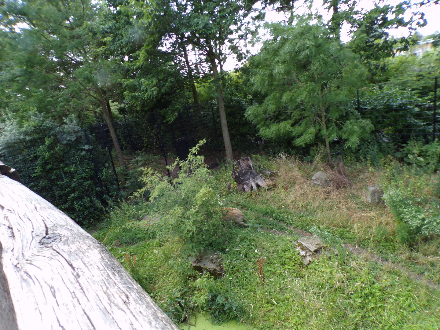 Africa- Spotted hyena enclosure 13.7.23