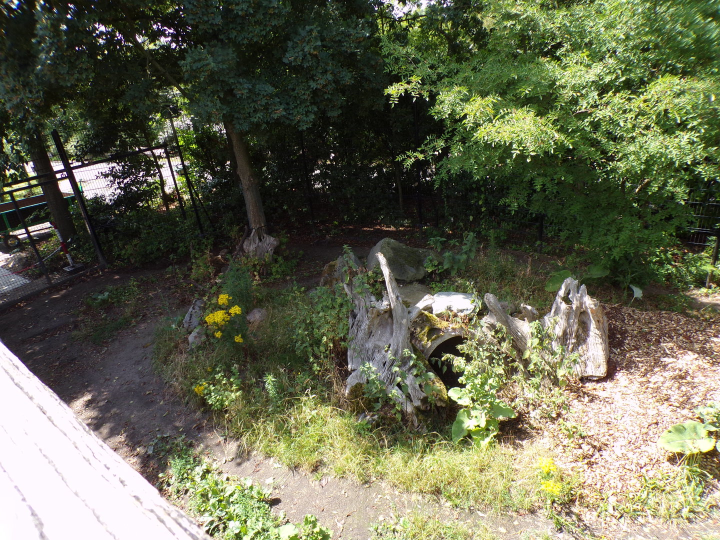 Africa- Spotted hyena enclosure 13.7.23