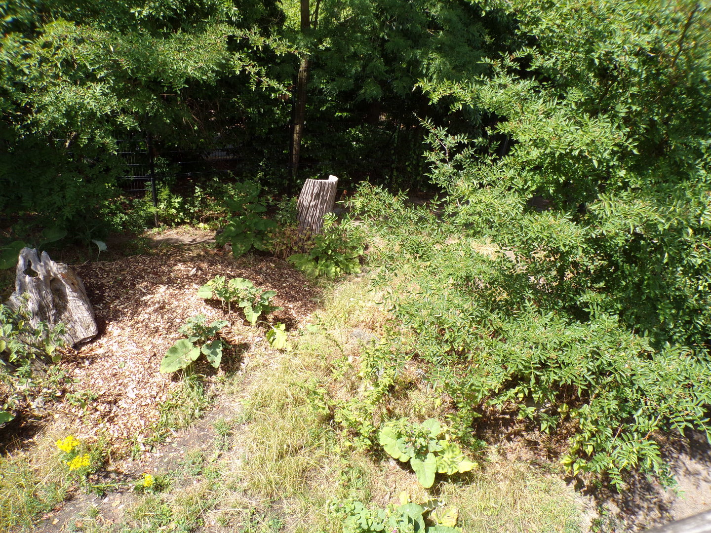 Africa- Spotted hyena enclosure 13.7.23