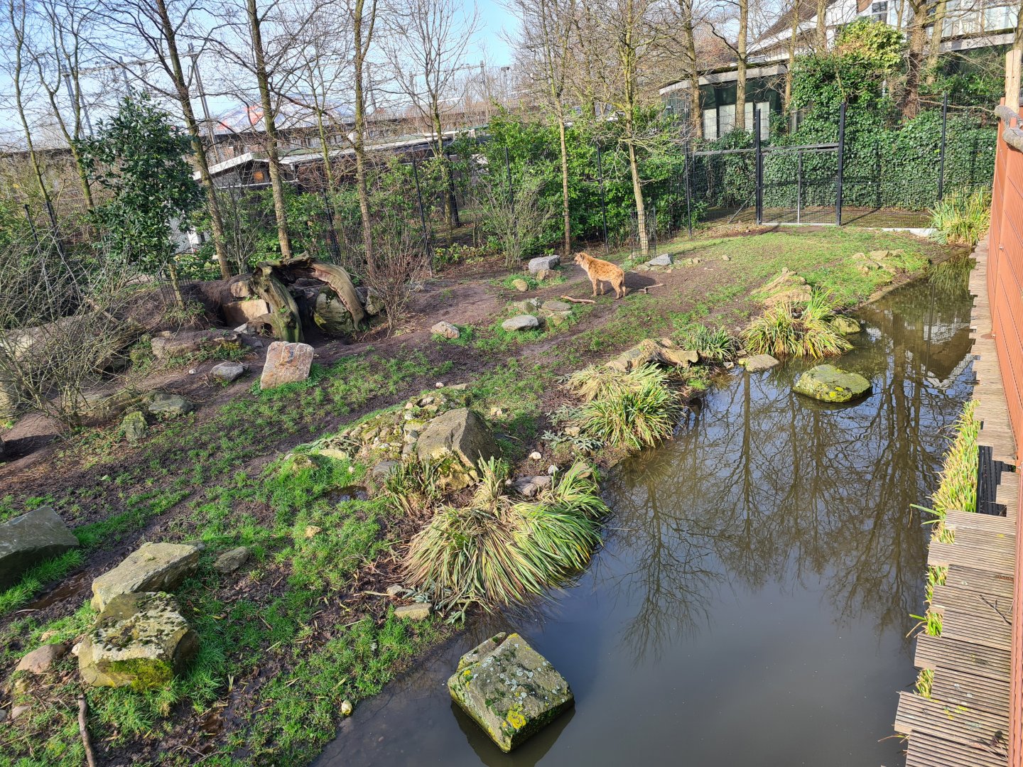 Africa - Spotted hyena enclosure
