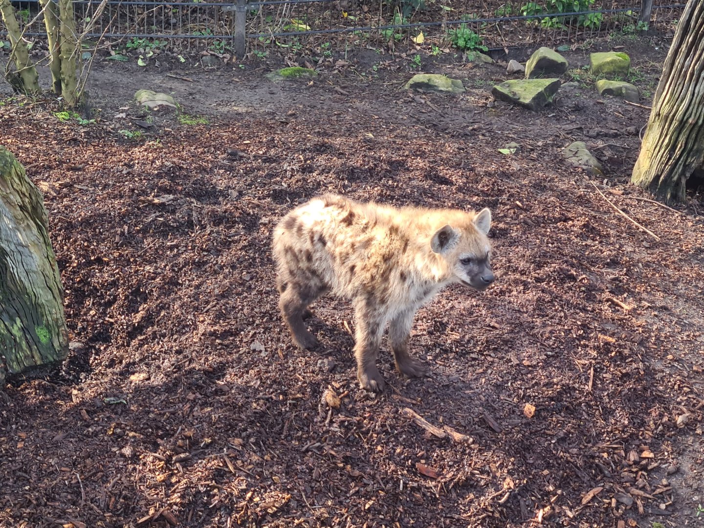 Africa - Spotted hyena